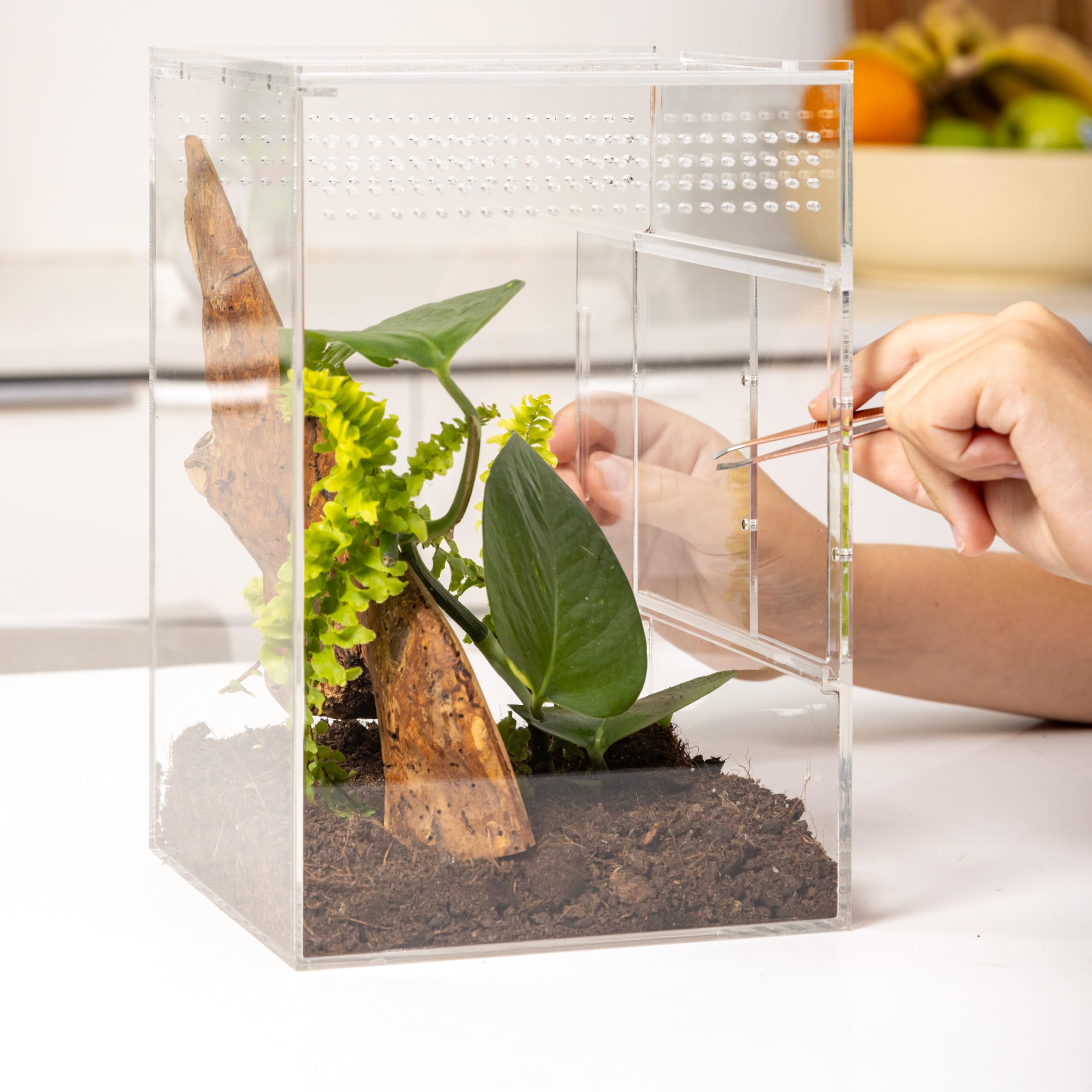 Premium Jumping Spider Enclosure Kit - Glass Spider Terrarium with Ventilation | Ideal Habitat for Pet Jumping Spiders, Tarantulas & Insects | Perfect for Home, Classroom or Office Display
