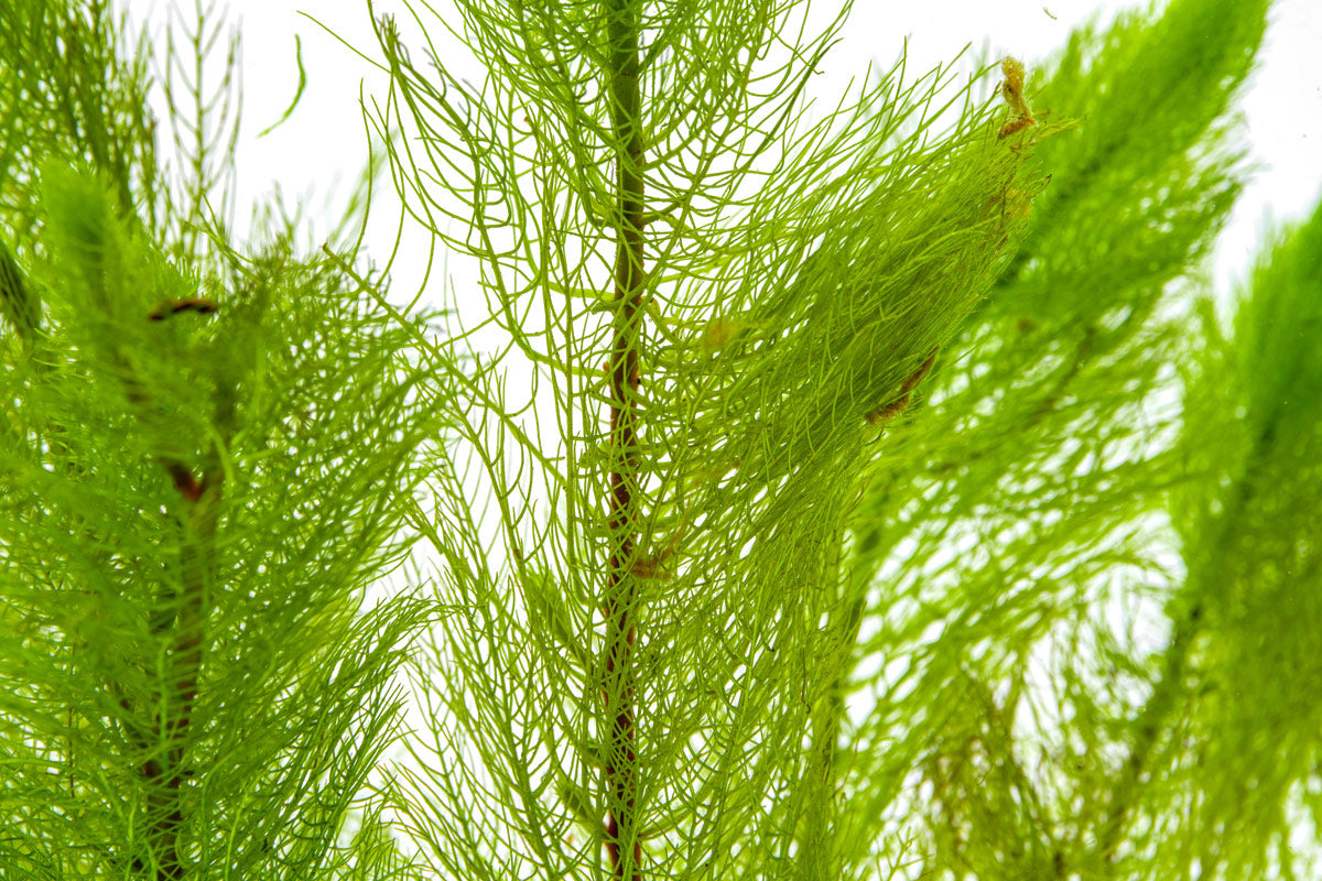 Buy Myriophyllum Tetrandrum Online | Freshwater Aquarium Plants for Fish Tanks | Perfect for Aquatic Landscaping & Oxygenation