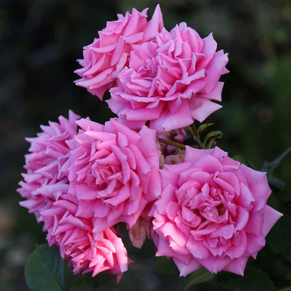 Aunt Honey Pink Rose Bush - Heirloom Roses Hardy Live Outdoor Plant for Garden, Landscaping & Home Decor | Perfect for Planting in Flower Beds, Borders & Containers