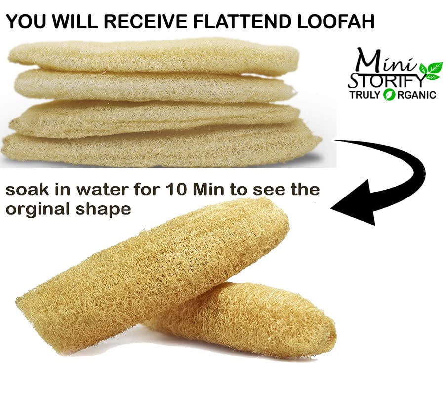 Organic Loofah Body Scrubber Pack of 12 - Natural Exfoliating Sponge for Men & Women - Eco-Friendly Luffa Bath Sponge for Smooth Skin - Perfect for Shower, Spa & Daily Skincare Routine