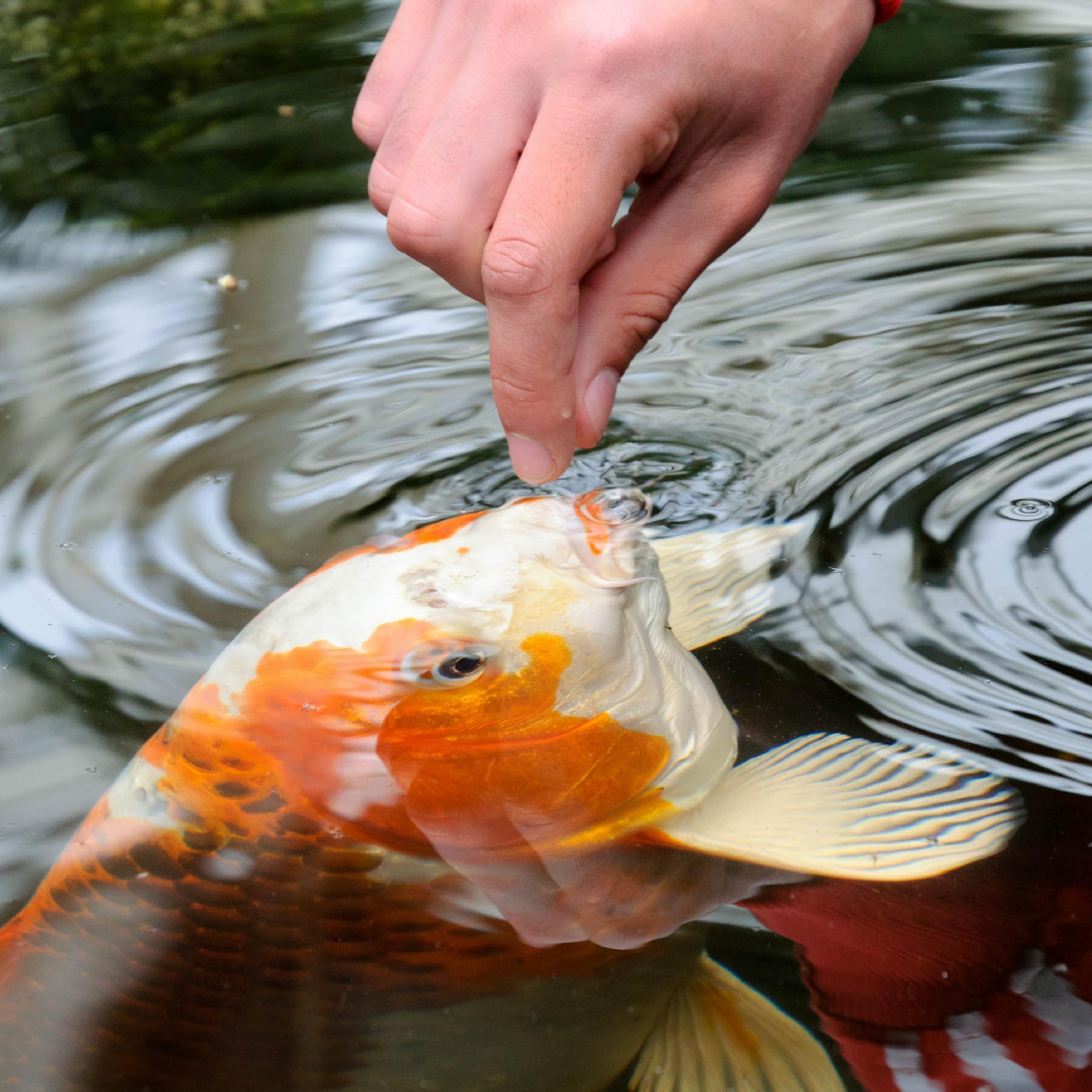 Premium TetraPond Variety Blend Fish Food for Goldfish & Koi - 2.25lb Nutrient-Rich Floating Pellets - Ideal for Outdoor Ponds & Water Gardens - Promotes Healthy Growth & Vibrant Colors