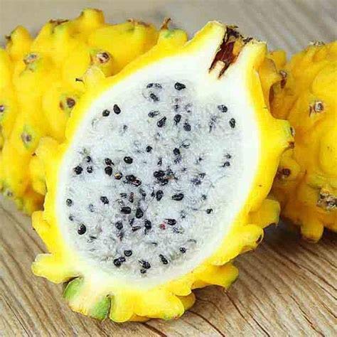 Elwyn 50 Yellow Dragon Fruit Seeds - Fresh Exotic Pitaya Seeds for Home Gardening, DIY Planting - Perfect for Indoor/Outdoor Gardens, Backyard Farming & Tropical Fruit Cultivation