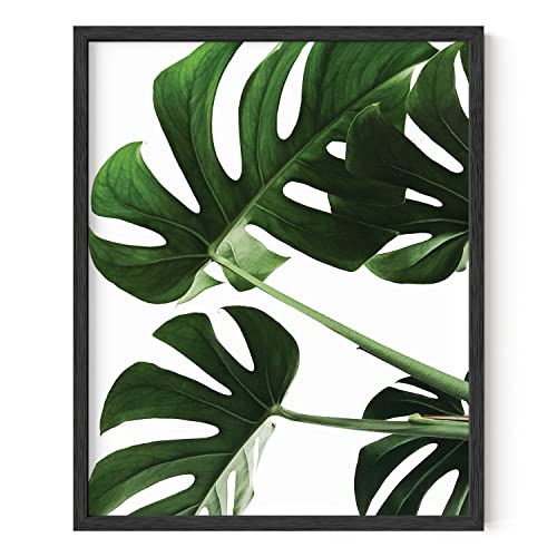 Monstera