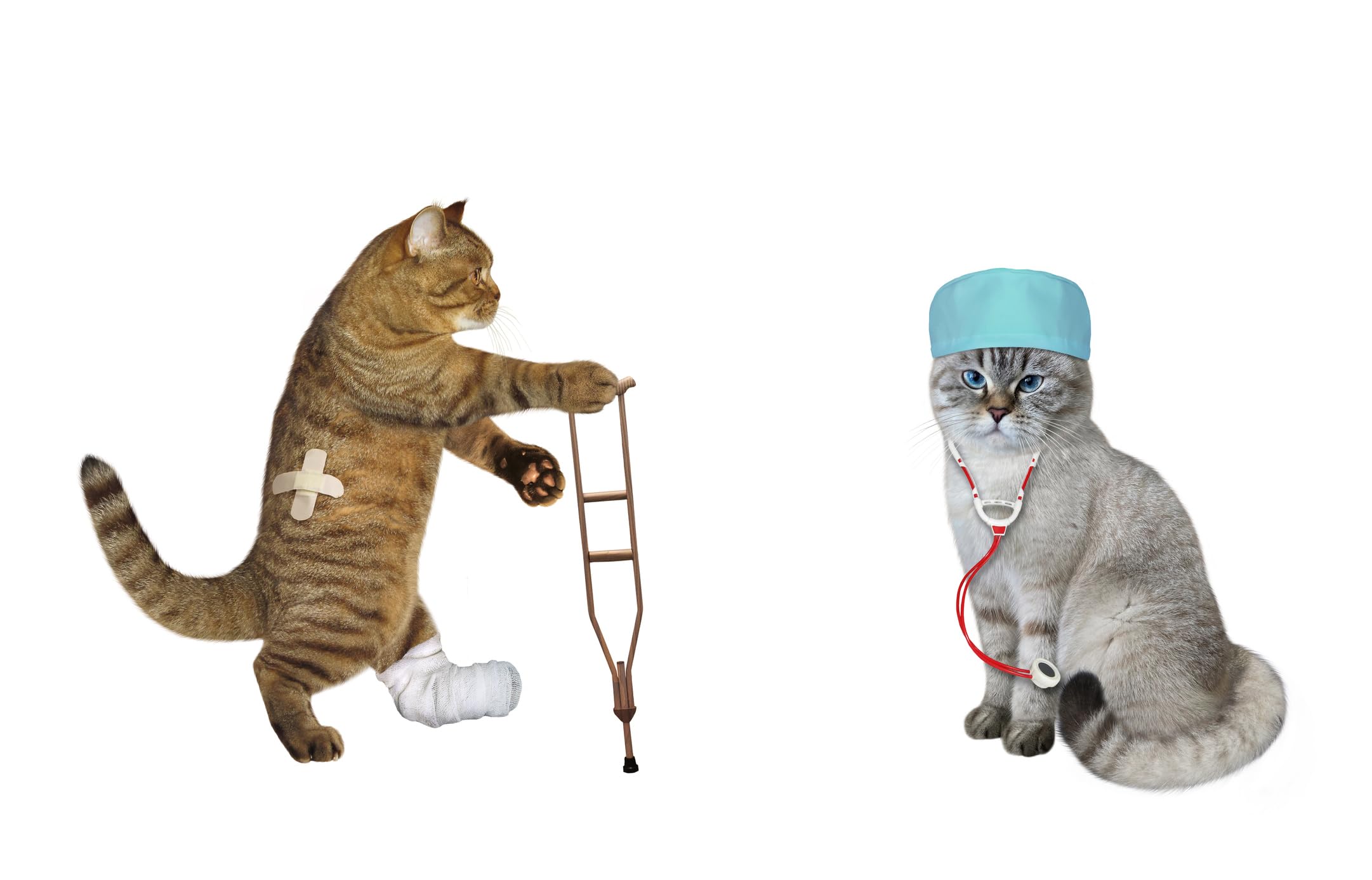 Pet First Aid Kit for Cats - Emergency Care Supplies for Wounds, Burns & Injuries - Essential for Travel, Hiking & Home Safety