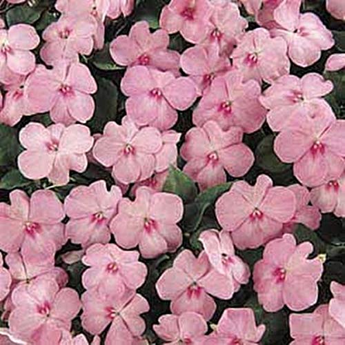 Super Elfin Series Blue Pearl Impatiens Seeds - Vibrant Blue Blooms for Gardens, Borders & Containers | Perfect for Shade Areas & Indoor Planting