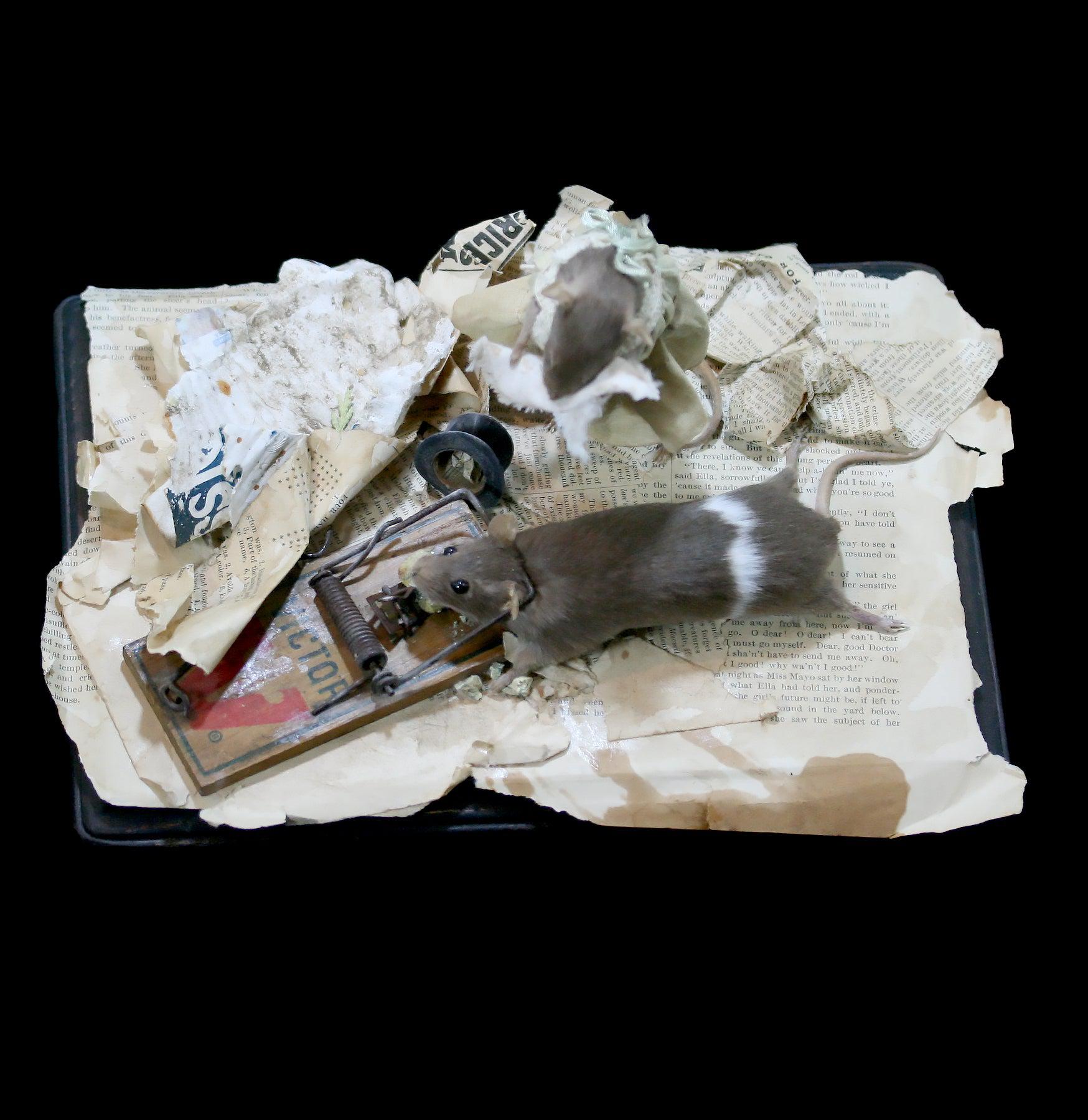 Love Hurts Taxidermy Diorama - Unique Gothic Home Decor for Dark Aesthetic Lovers | Perfect for Halloween, Gothic Weddings & Macabre Collections