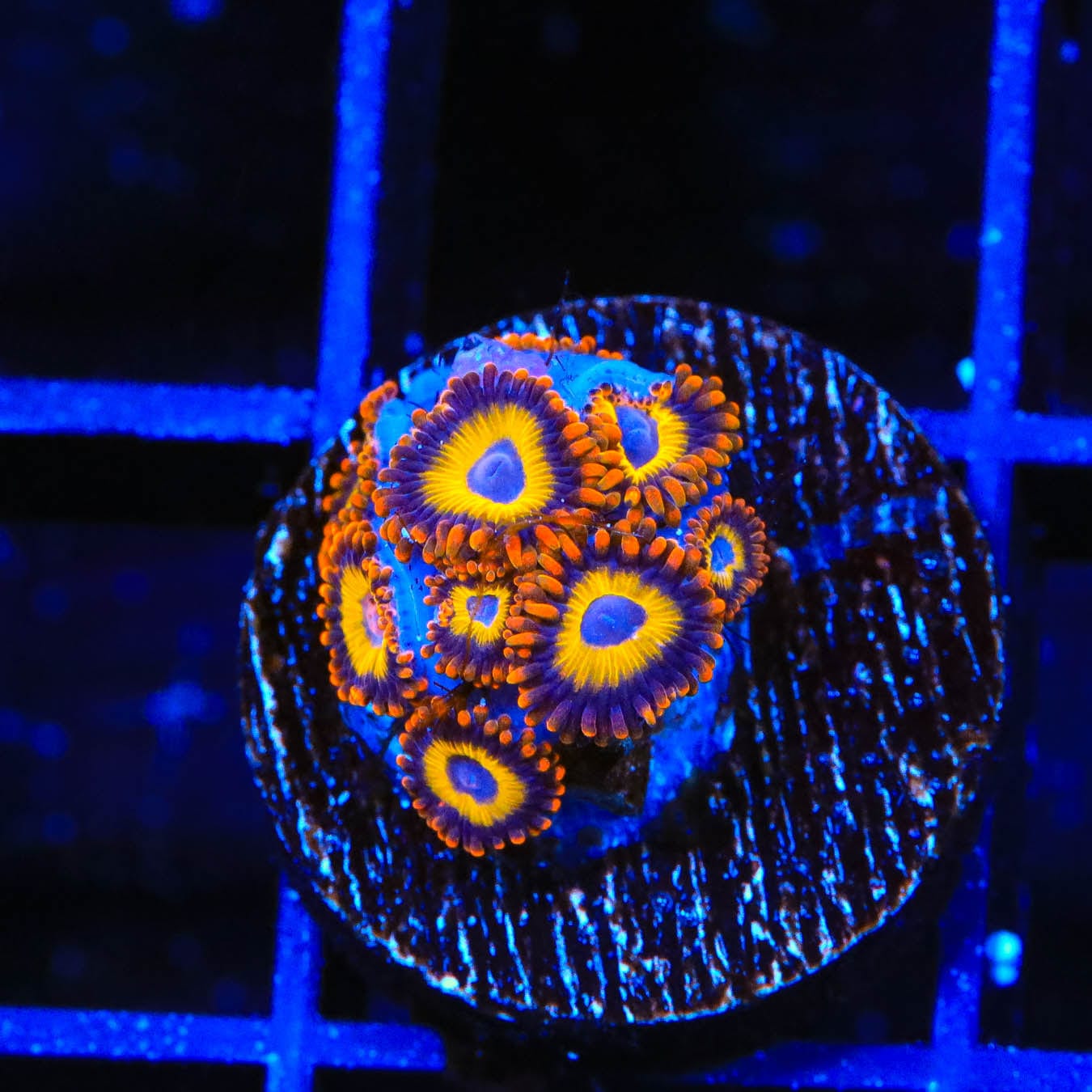Premium Fruit Loops Zoanthids Coral for Saltwater Aquariums – Vibrant Colorful Coral for Reef Tanks & Marine Aquascaping