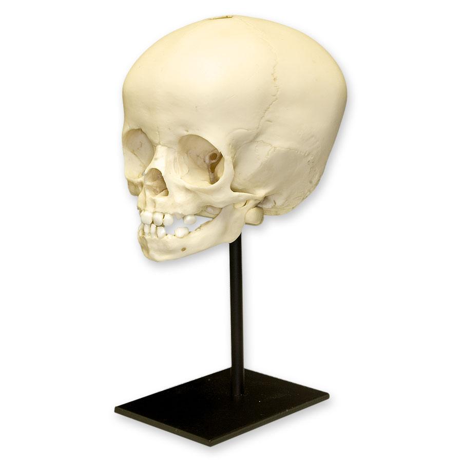 Realistic 16-Month-Old Human Child Skull Replica - Perfect for Medical Studies, Anatomy Education & Halloween Decor