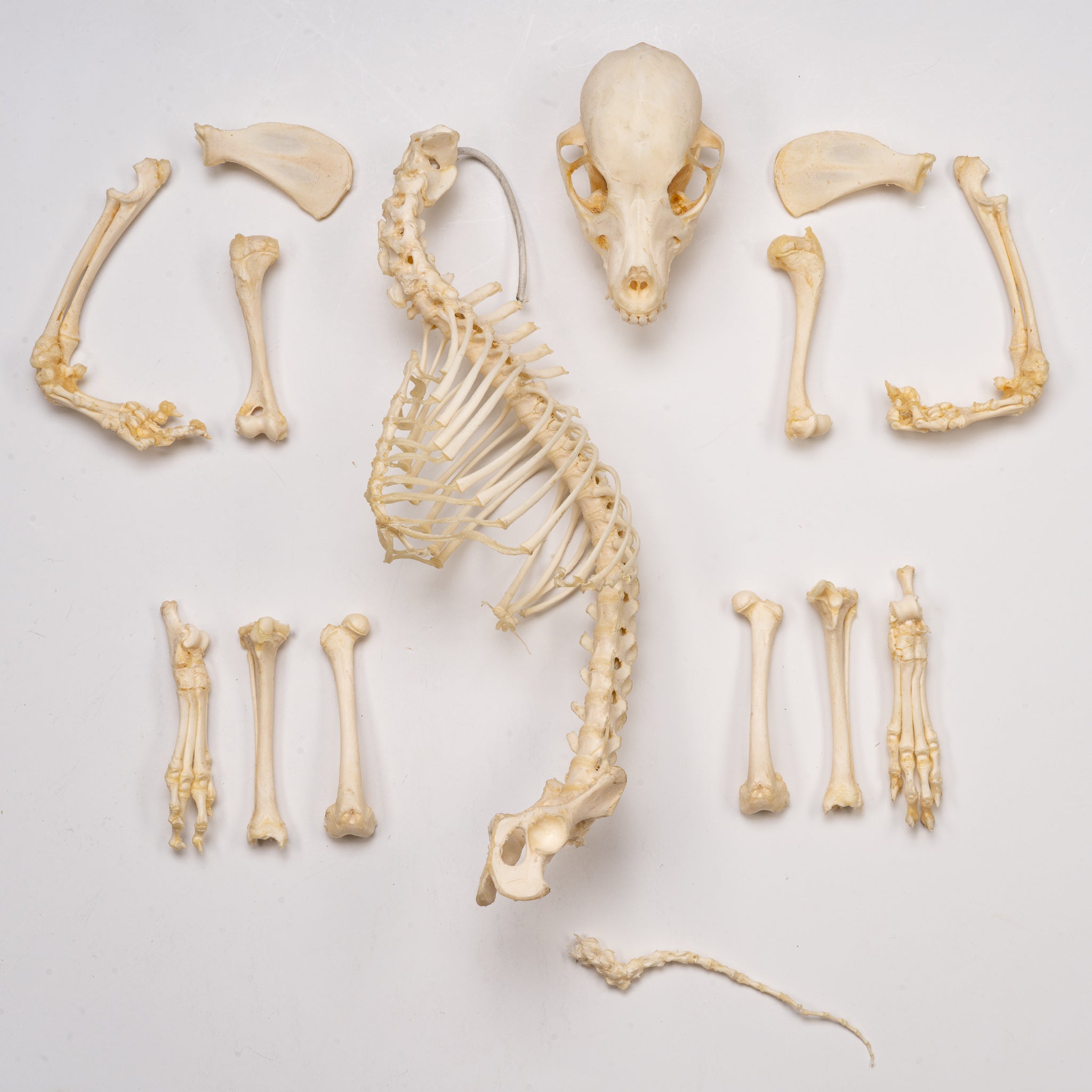 Authentic Domestic Dog Skeleton - Partially Articulated Canine Specimen for Veterinary Study, Biology Education & Taxidermy Display