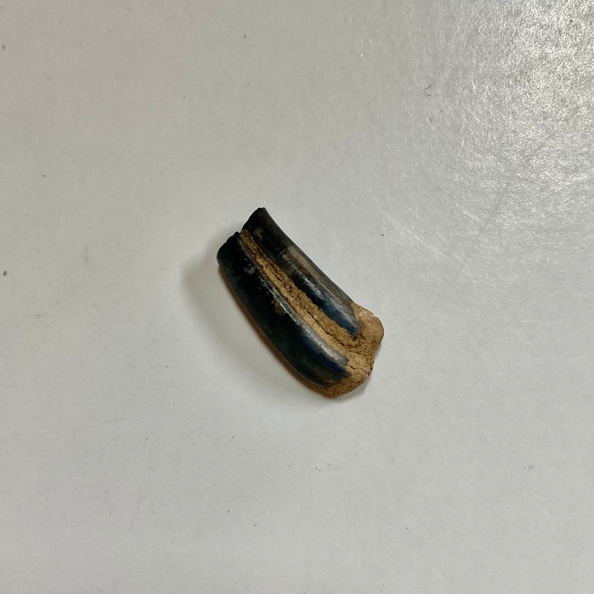 Beaver Molar - Natural Beaver Teeth for Crafts, Jewelry Making & Taxidermy - Perfect for DIY Projects, Necklaces & Unique Decor