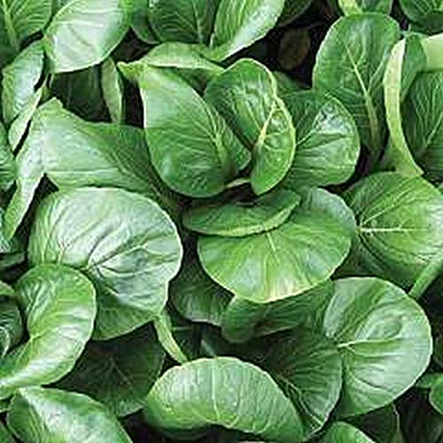 Komatsuna Oriental Mustard Spinach Seeds (25-Pack) - Perfect for Stir-Fry, Pickling & Boiling - Great Taste & Easy to Grow - Ideal for Home Gardens & Asian Cuisine