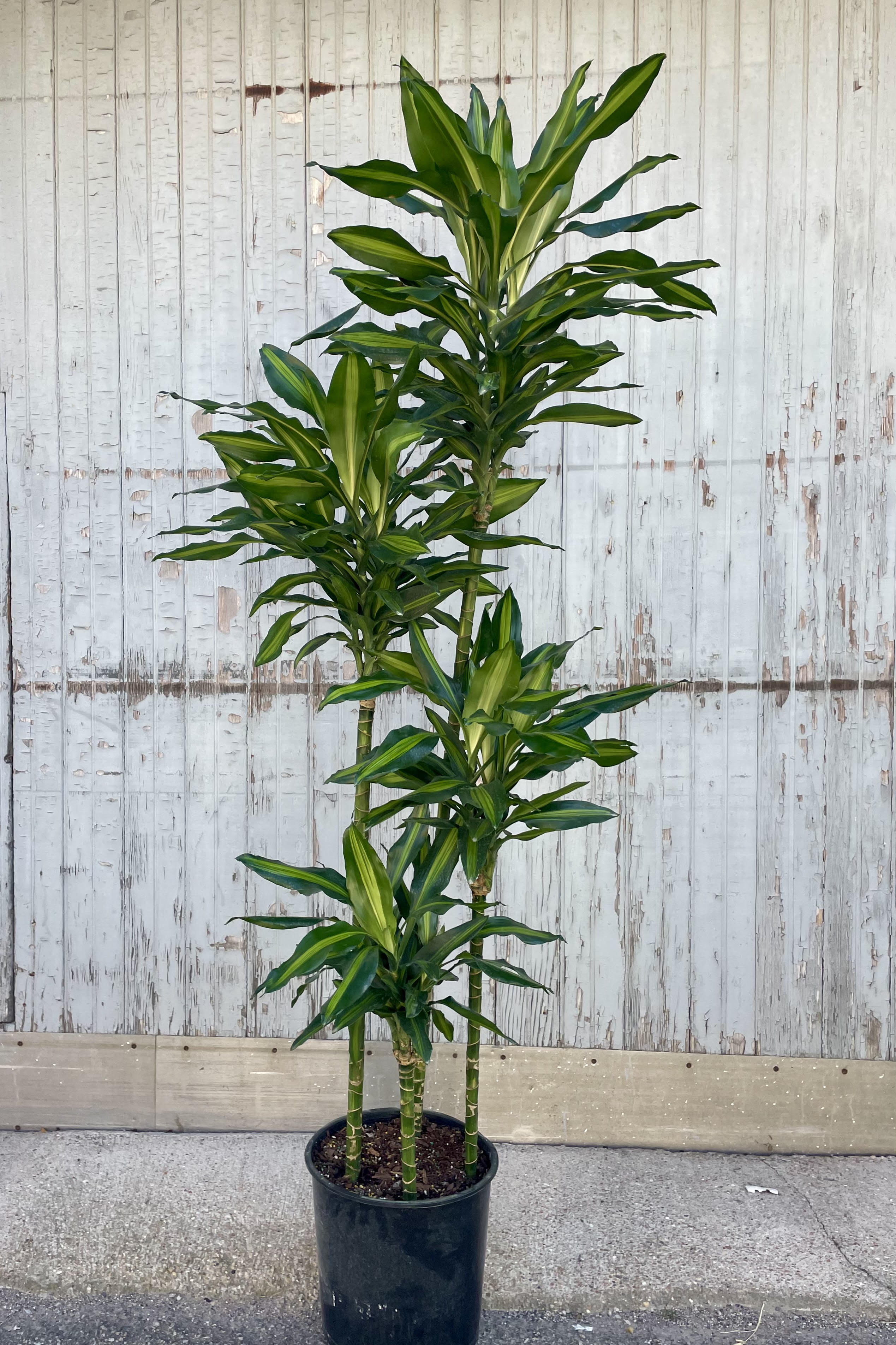 Dracaena 'Cintho' Staggered Cane 12