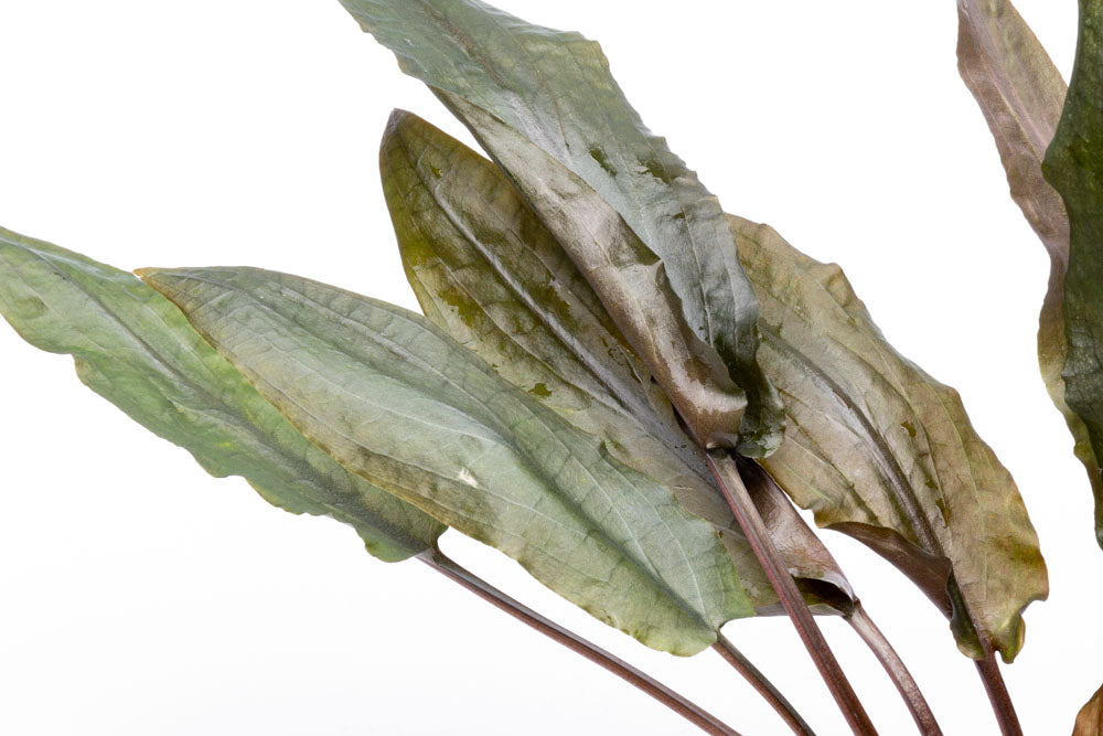 Cryptocoryne Hudoroi Live Aquarium Plant - Easy Care Aquatic Plant for Fish Tanks & Aquascaping | Perfect for Freshwater Aquariums, Shrimp Tanks & Planted Tanks
