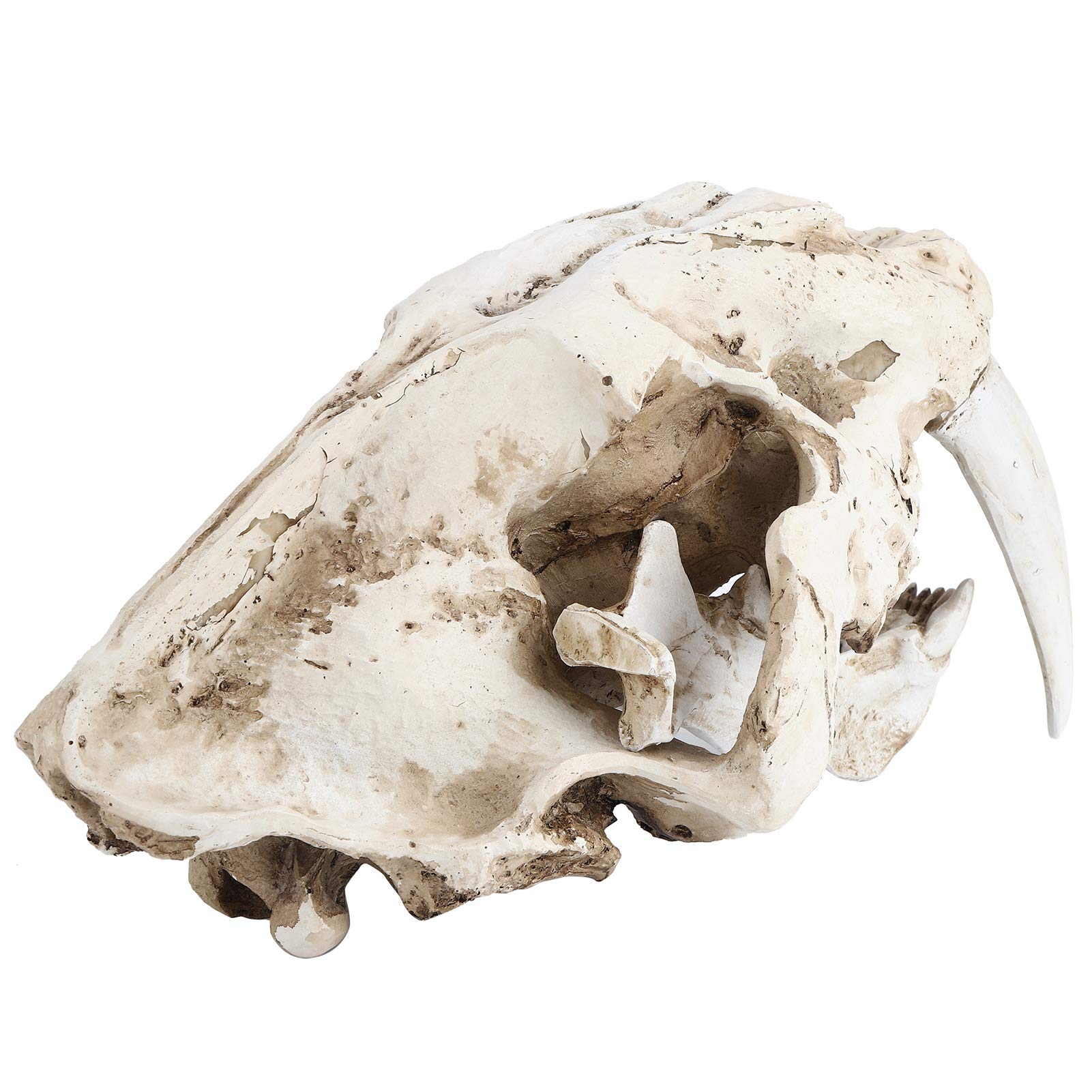 Resin Tiger Skull Skeleton Model - Non-Toxic & Safe Home Decor for Halloween, Gardening, Hotels, and Interior Design | Perfect for Gothic Decor, Horror Theme Parties, and Unique Gift Ideas