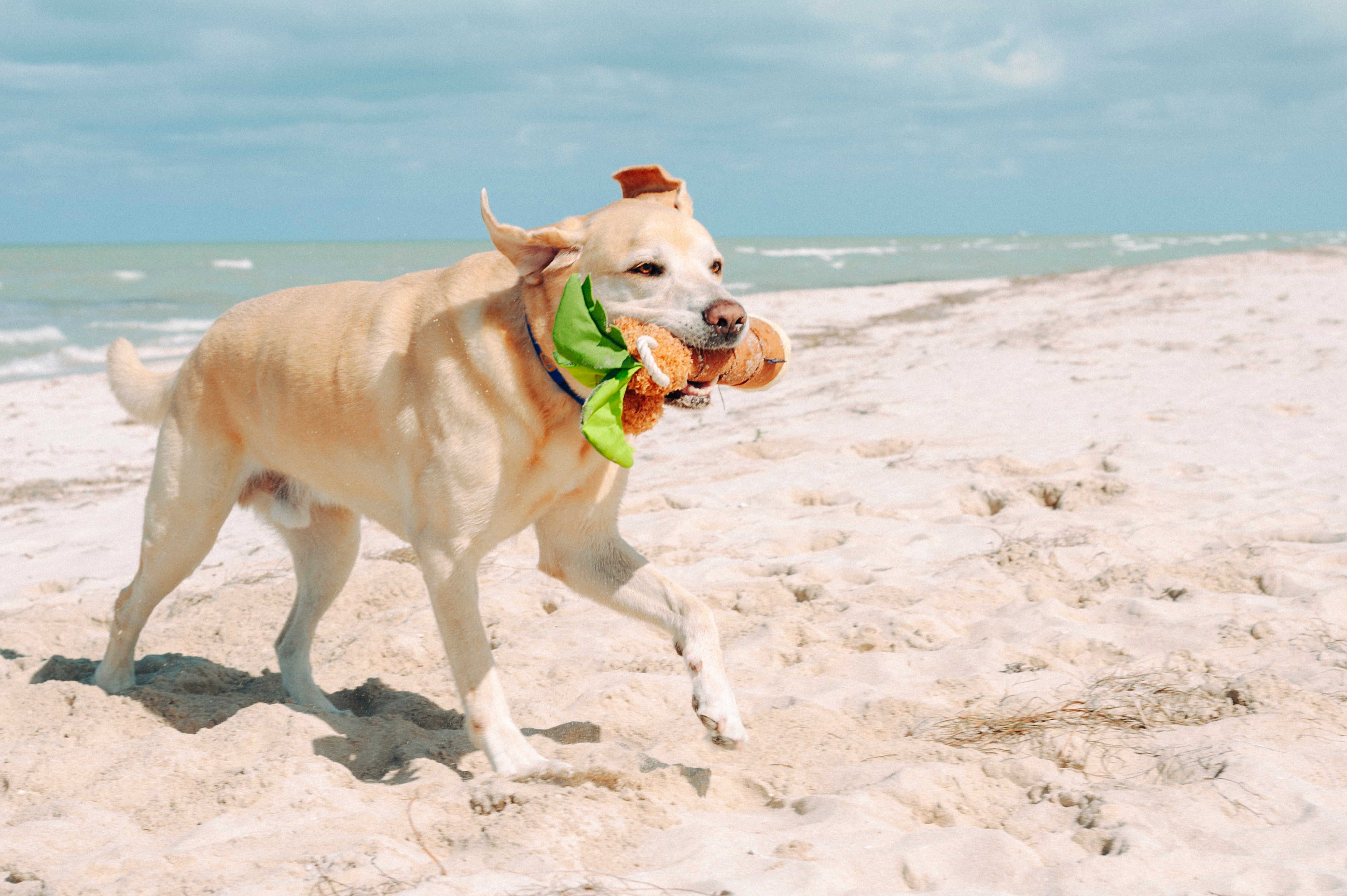 Tropical Paradise™ Dog Plush Toy - La Palma Soft Chew Toy for Dogs | Durable & Safe Pet Play | Perfect for Indoor & Outdoor Playtime