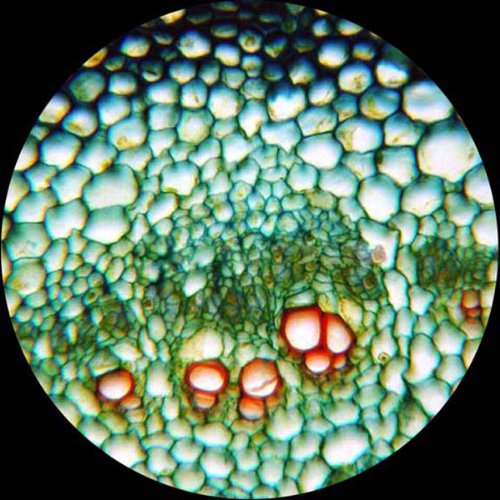 AmScope 3MP USB 2.0 Digital Microscope with Software for PC - High Resolution Imaging for Coin Collecting, Jewelry Inspection & Science Education
