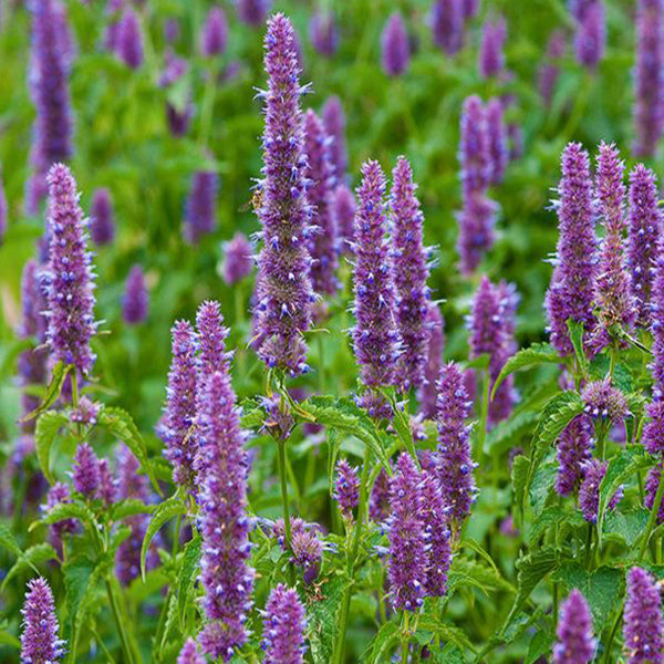 Pure Patchouli Essential Oil - 100% Natural for Aromatherapy, Skincare & Relaxation | Perfect for Diffusers, Massage & DIY Beauty Products