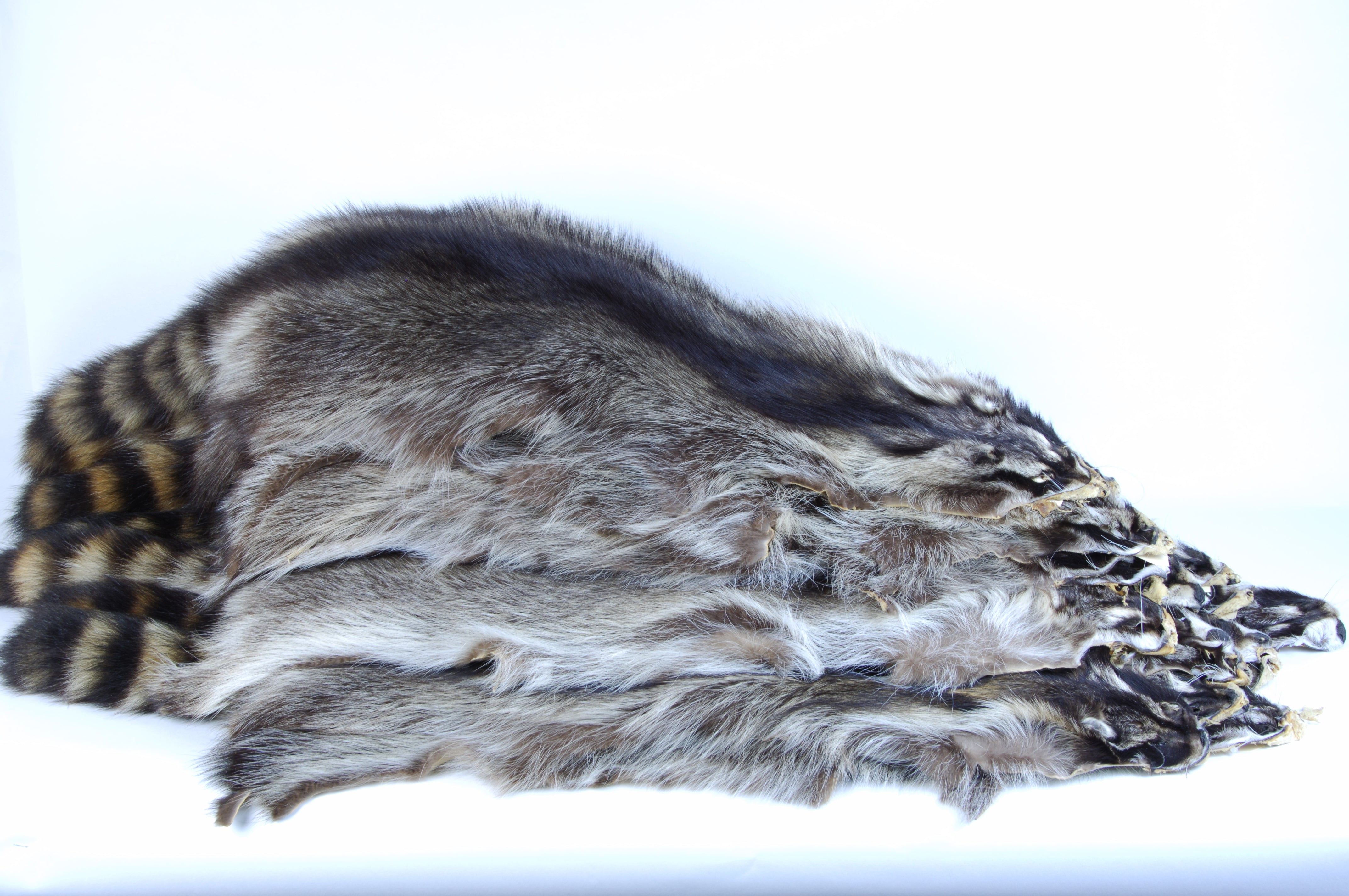 Premium XXL Raccoon Fur Pelts - Soft Durable Animal Hides for Taxidermy, Crafts & Home Decor | Hunting Trophies, DIY Projects & Rustic Decorations