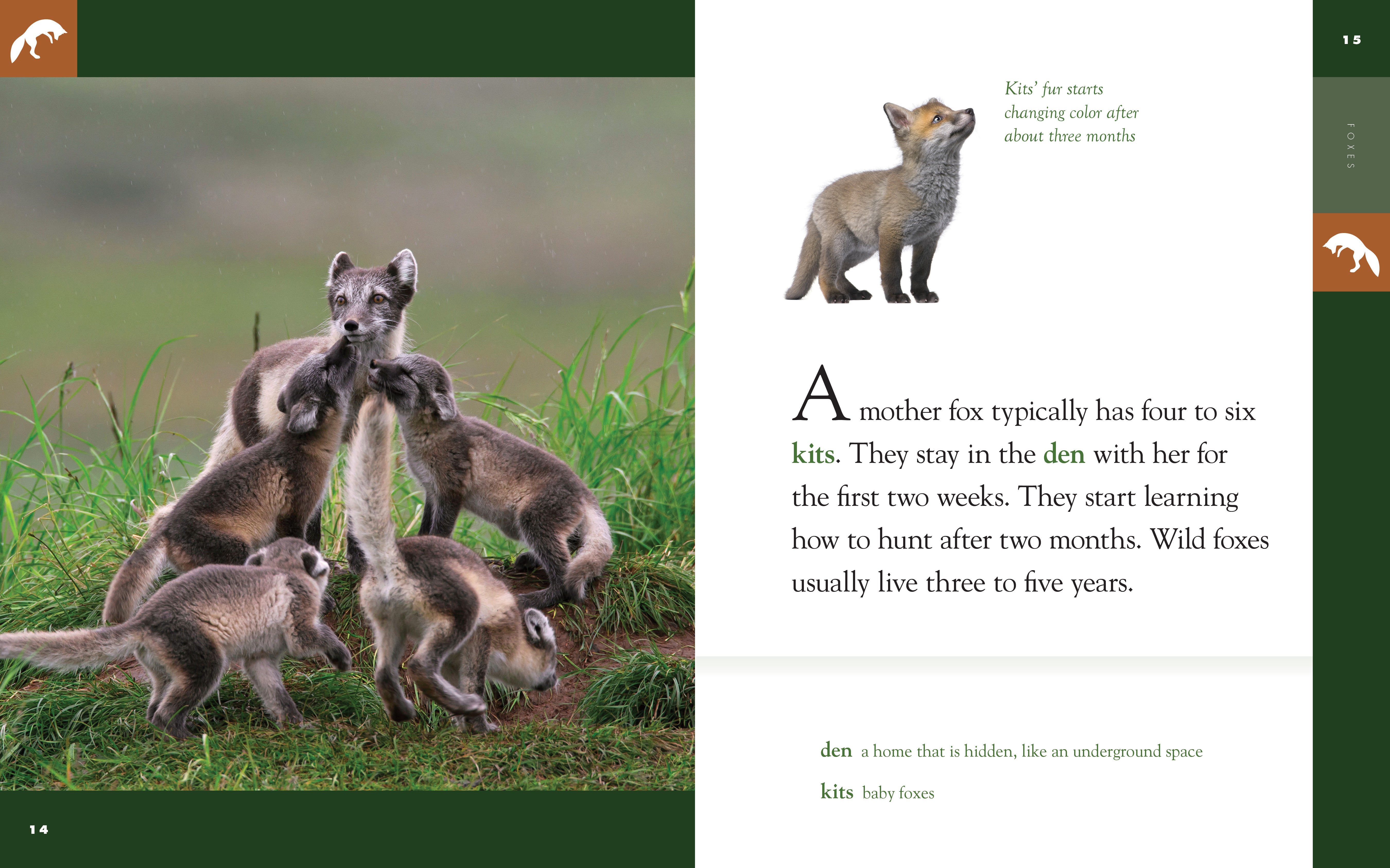 Amazing Animals (2014) - Foxes Documentary | Wildlife Nature Film | Perfect for Animal Lovers & Educational Screenings