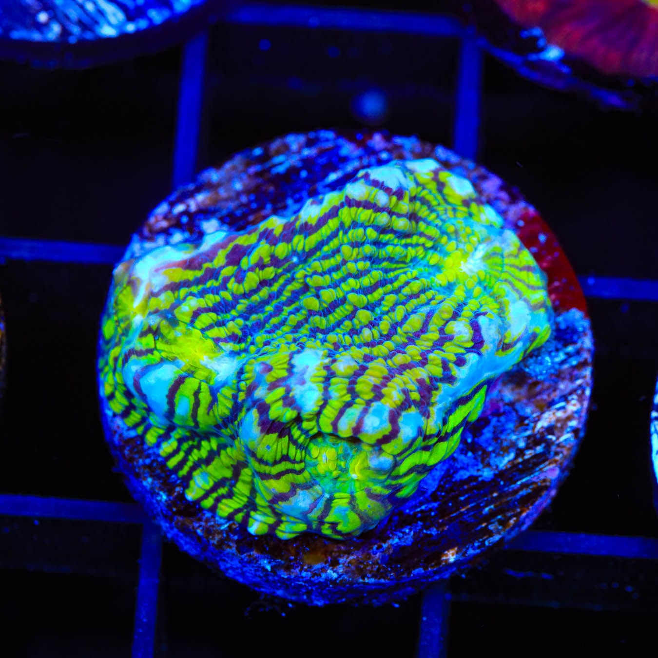 Premium Convict Chalice Coral for Saltwater Aquariums | Vibrant Live Coral for Reef Tanks | Perfect for Beginners & Advanced Hobbyists | Enhances Aquatic Biodiversity & Tank Aesthetics
