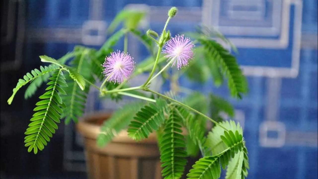 **Non-GMO Sensitive Plant Seeds (Mimosa Pudica) - Dwarf Touch-Me-Not Shameplant for Home Gardening, Indoor/Outdoor Planting, Kids Science Projects & Unique Gift Ideas**