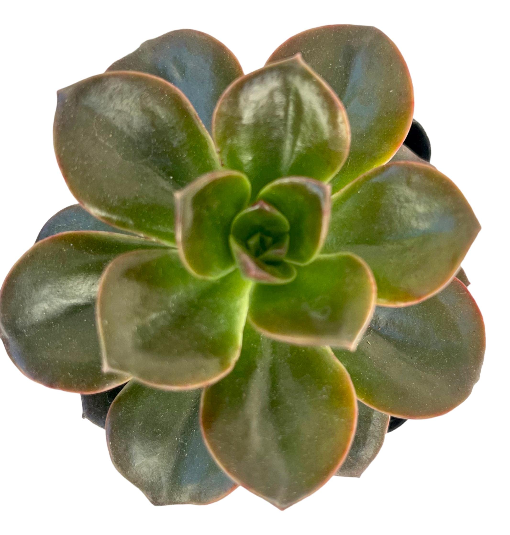 Live Echeveria Succulent Plant - 4 Inch Burgundy Pearl in Plastic Growers Pot | Indoor Houseplant, Office Decor, Gift Idea