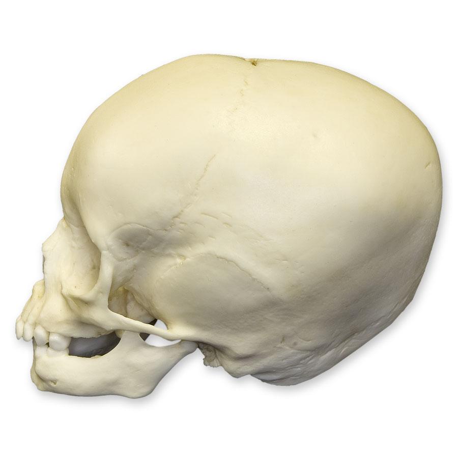 Authentic Replica 15-Month-Old Human Child Skull - Realistic Anatomy Model for Medical Study, Forensic Science & Educational Display