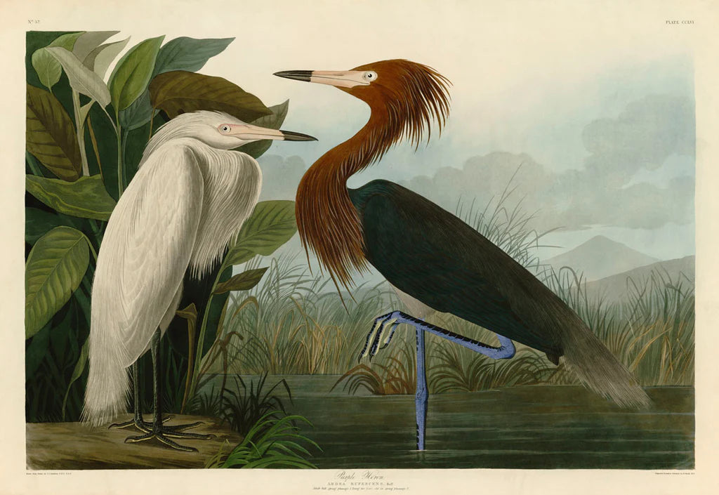 Audubon Fine Art Prints - Premium Bird & Wildlife Wall Decor for Home & Office | Perfect for Nature Lovers & Interior Design