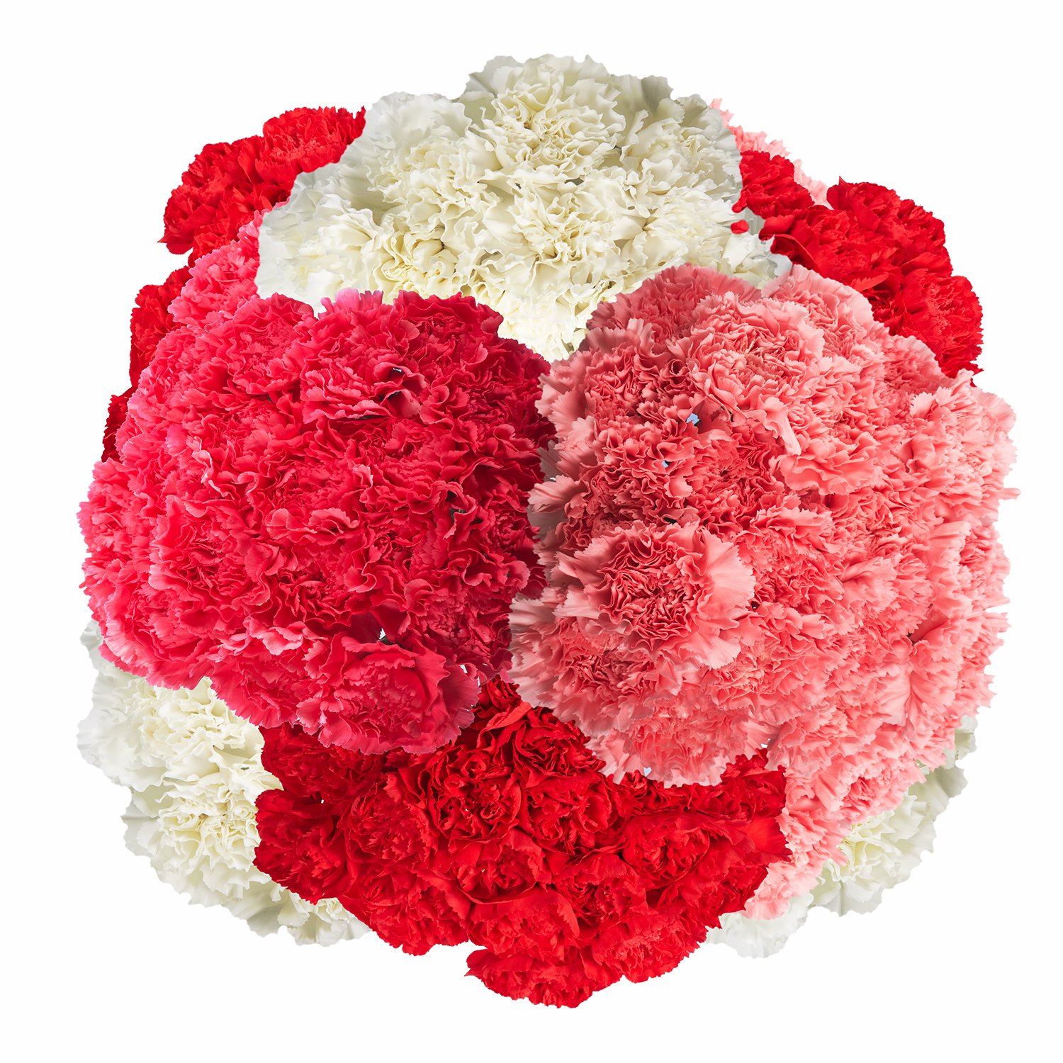 200 Fresh Red Carnations for Mother's Day - Same Day Flower Delivery - Perfect Gift for Mom, Birthday, Anniversary & Special Occasions - Home Decor, Party Centerpiece & Romantic Surprise