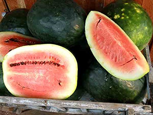 Black Diamond Watermelon Seeds - Giant 50+ lb Fruits | Premium Garden Seeds for Home Growing | Perfect for Summer BBQs & Farmer's Markets