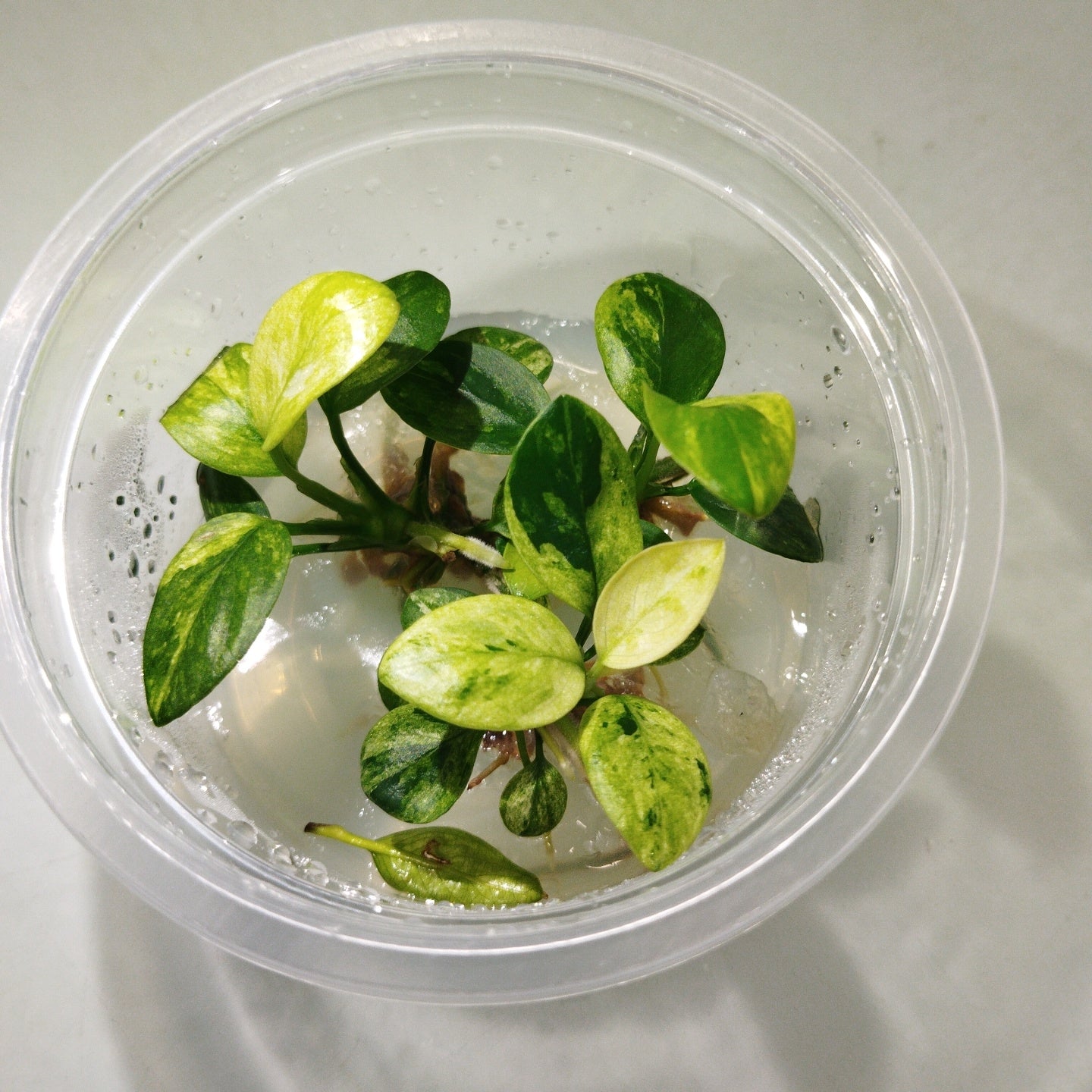 TCulture Anubias Nana Pinto Live Aquarium Plant (TC Cup) - Perfect for Freshwater Fish Tanks, Aquascaping & Low-Light Aquariums