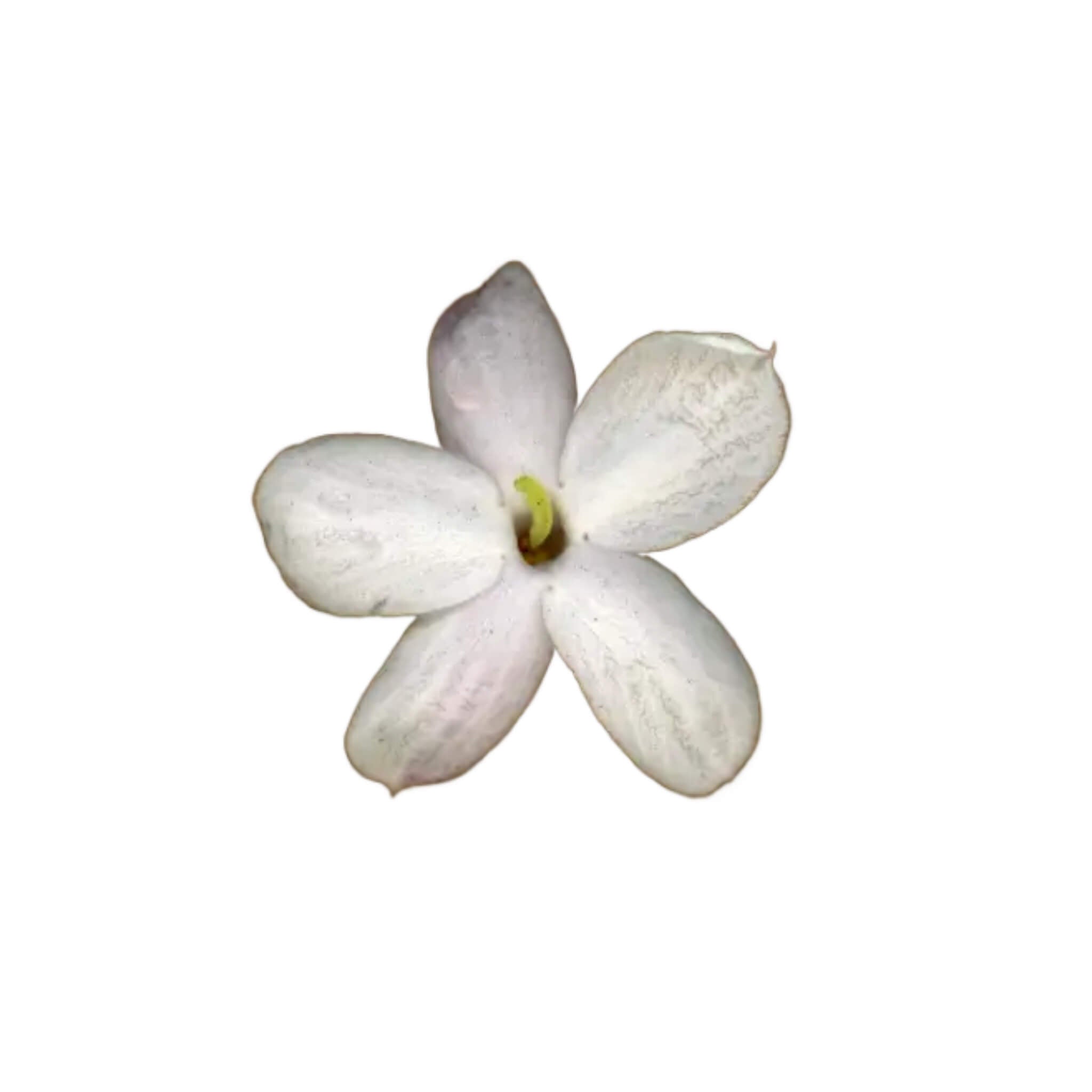 Premium Attar Repair Concentrate - Long-Lasting Fragrance Oil for Perfume & Aromatherapy - Perfect for Personal Use, Gifting & Relaxation