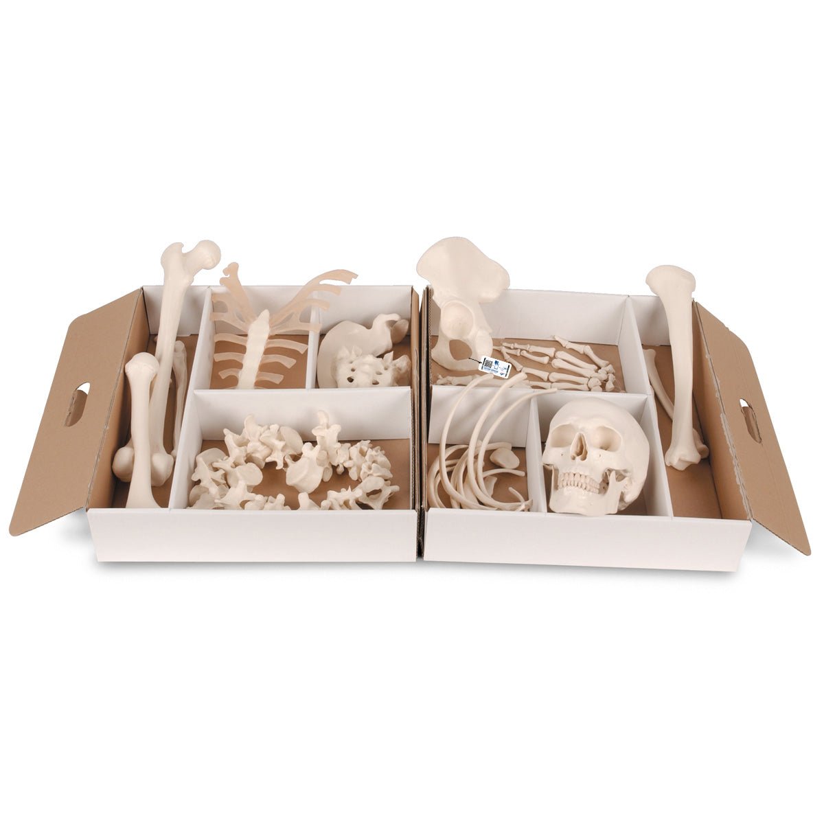 Disarticulated Half Human Skeleton Model with Wire-Mounted Hands & Feet - Perfect for Medical Education, Anatomy Study, and Classroom Demonstrations