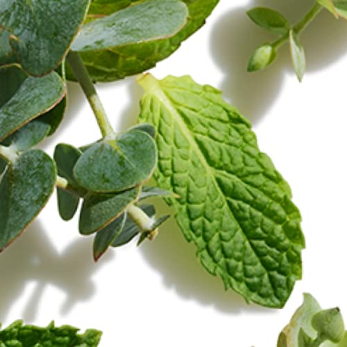 Eucalyptus & Mint