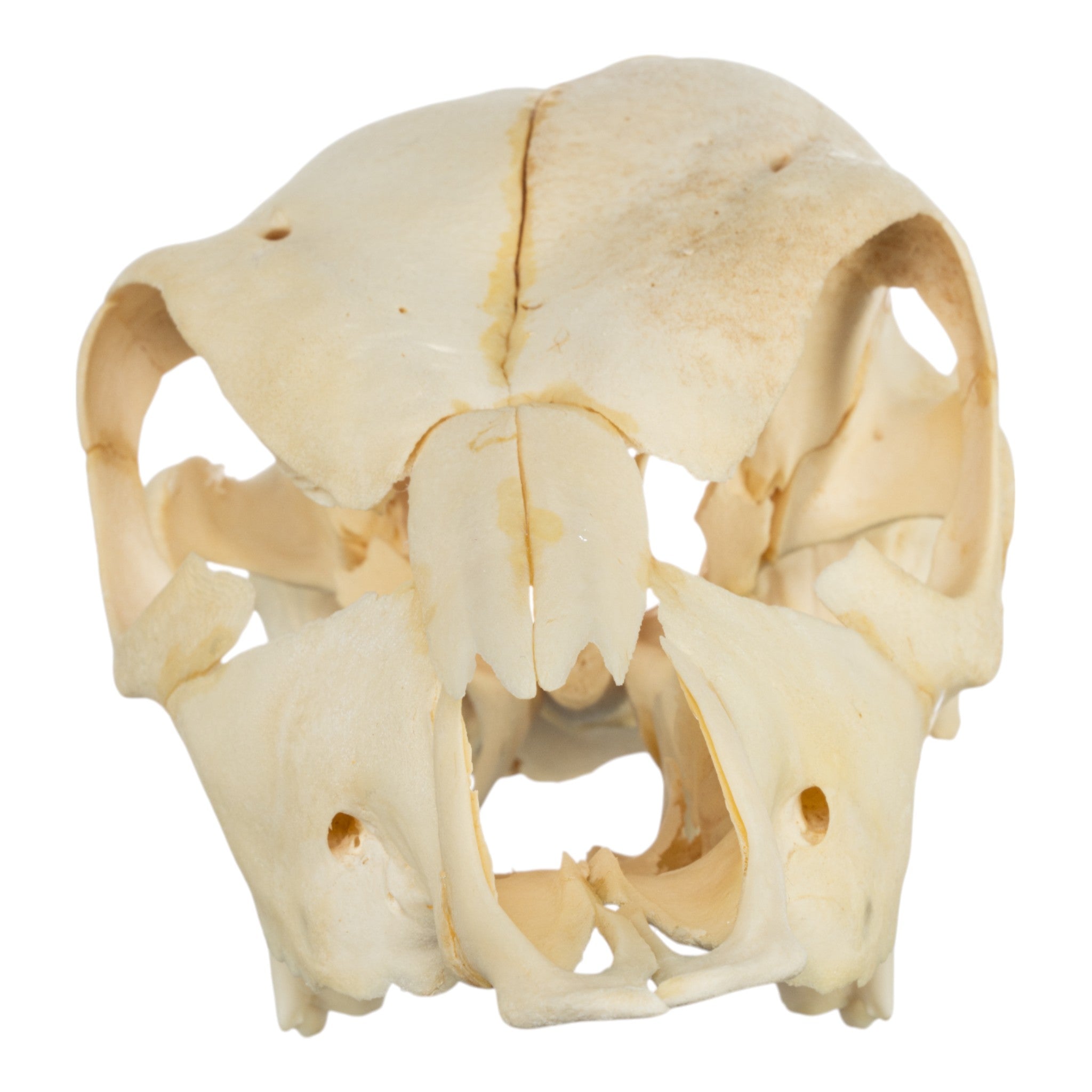 Real Two-Headed Calf Skeleton - Disarticulated Specimen for Science Education, Oddity Collection & Gothic Decor