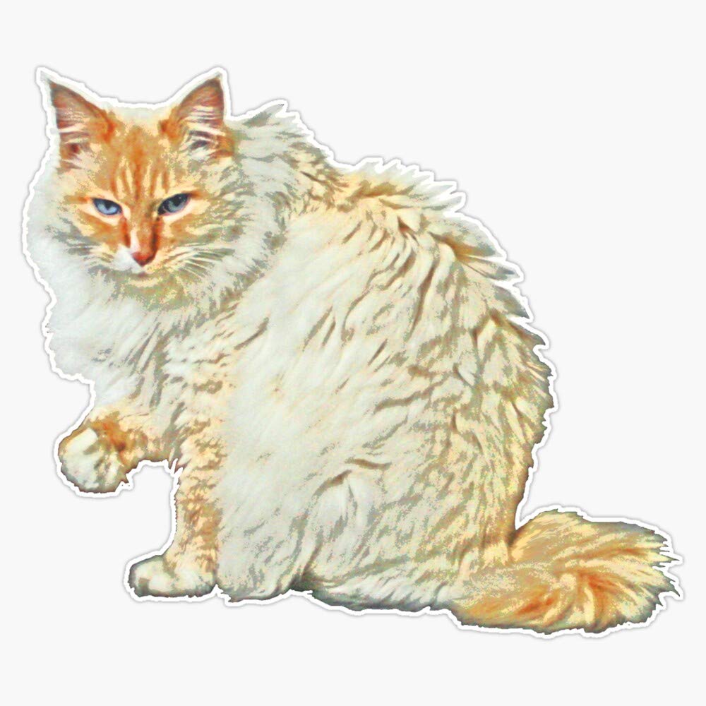 Flame Point Siamese Cat Vinyl Sticker Decal - 5