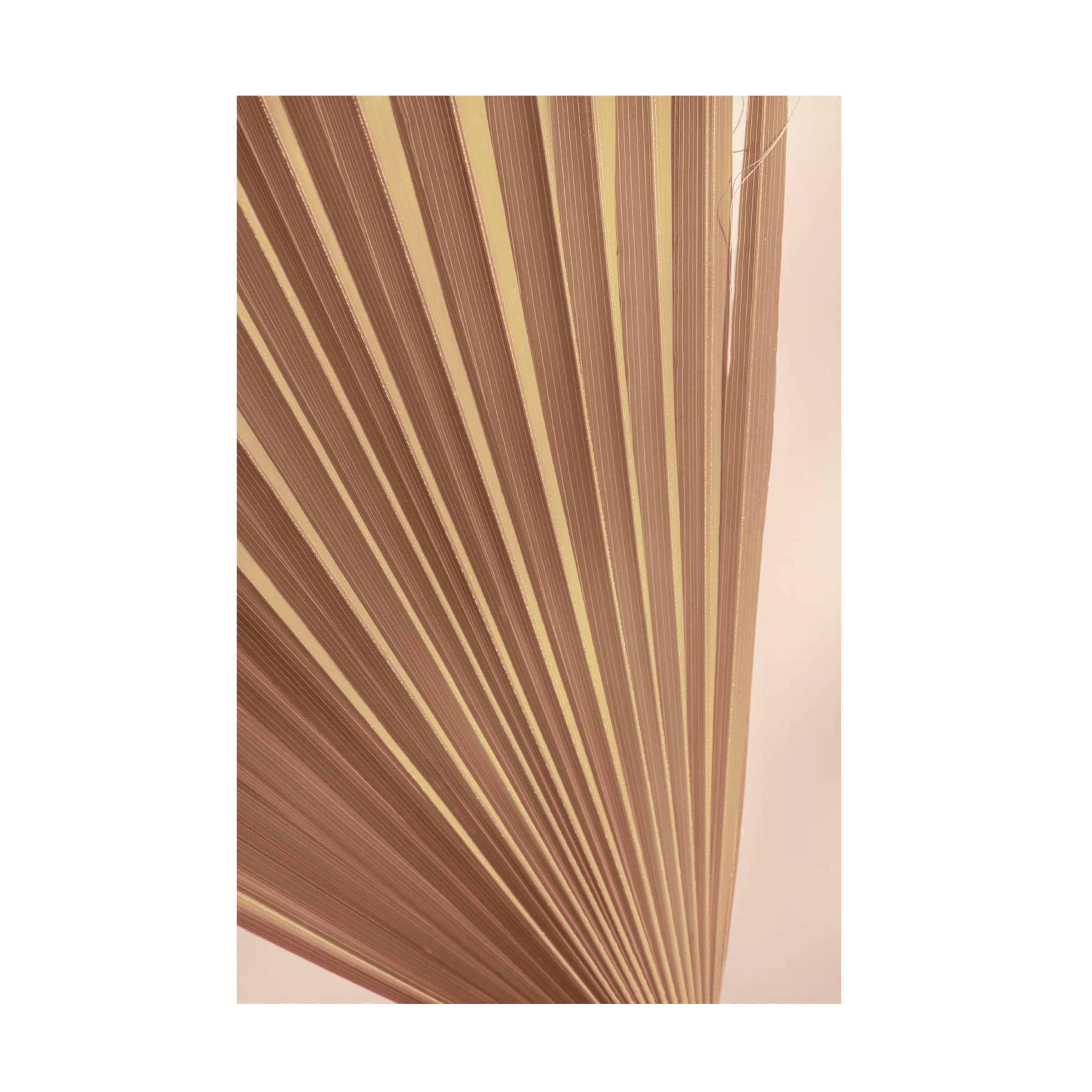 Trademark Fine Art 'Pastel Fan 2' Canvas Wall Art Print by Ian Winstanley - Modern Abstract Painting for Living Room, Bedroom & Office Decor