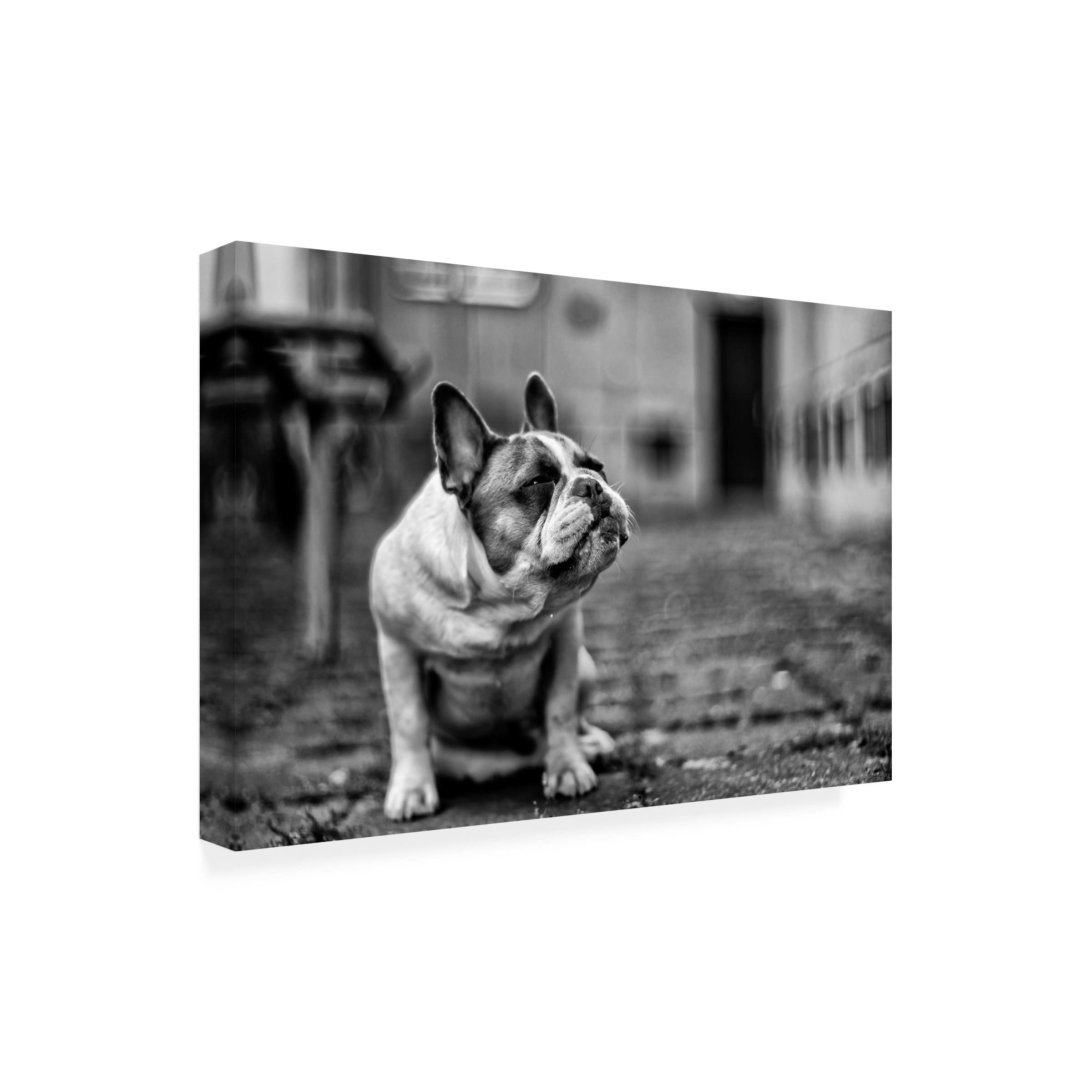 Petr Sedy Dog Canvas Art Print - Handmade Wall Decor for Living Room, Bedroom & Office - Premium Trademark Fine Art Collection