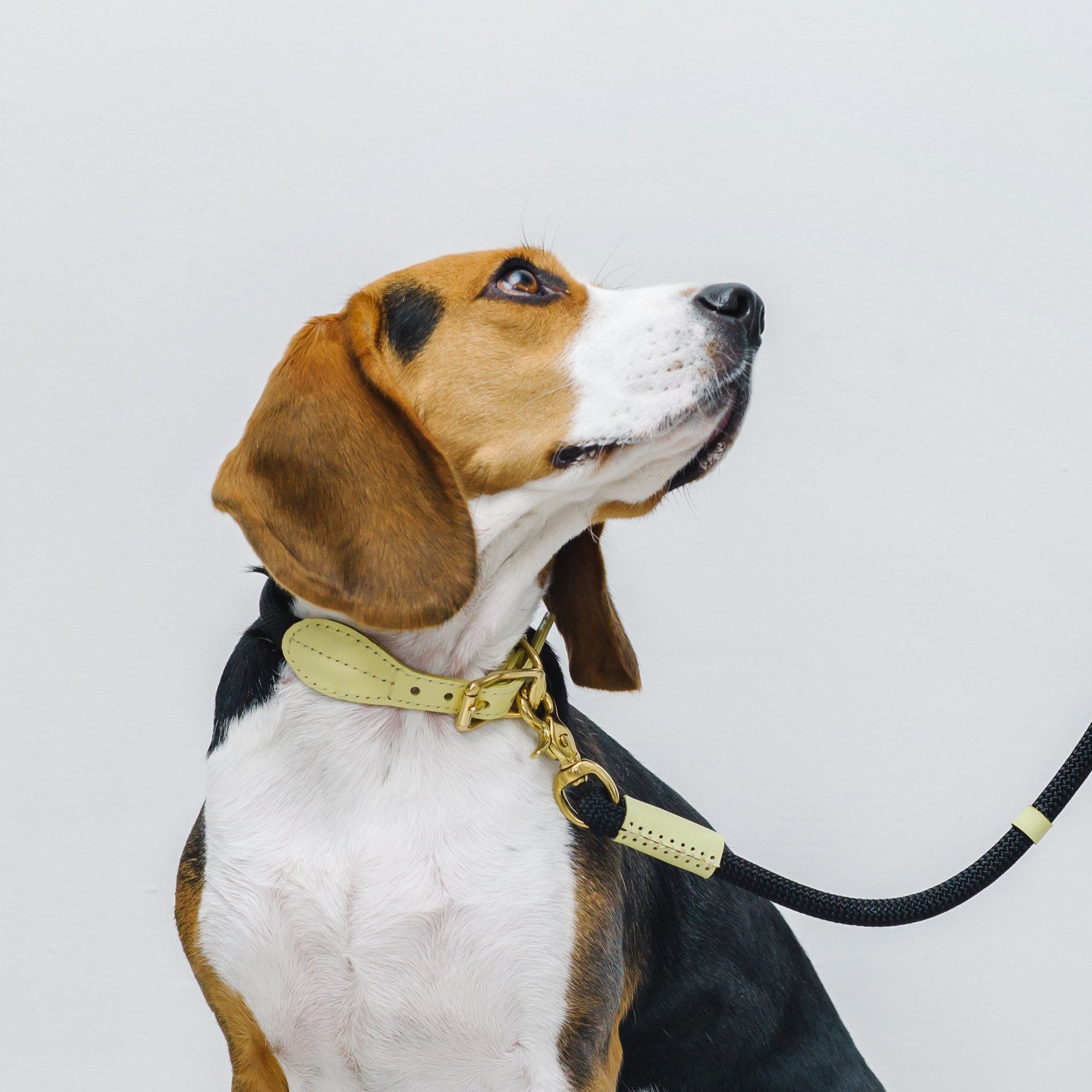 Premium Yellow Dog Collar for Small & Medium Dogs - Adjustable, Durable & Stylish Pet Accessory for Daily Walks, Training & Outdoor Adventures
