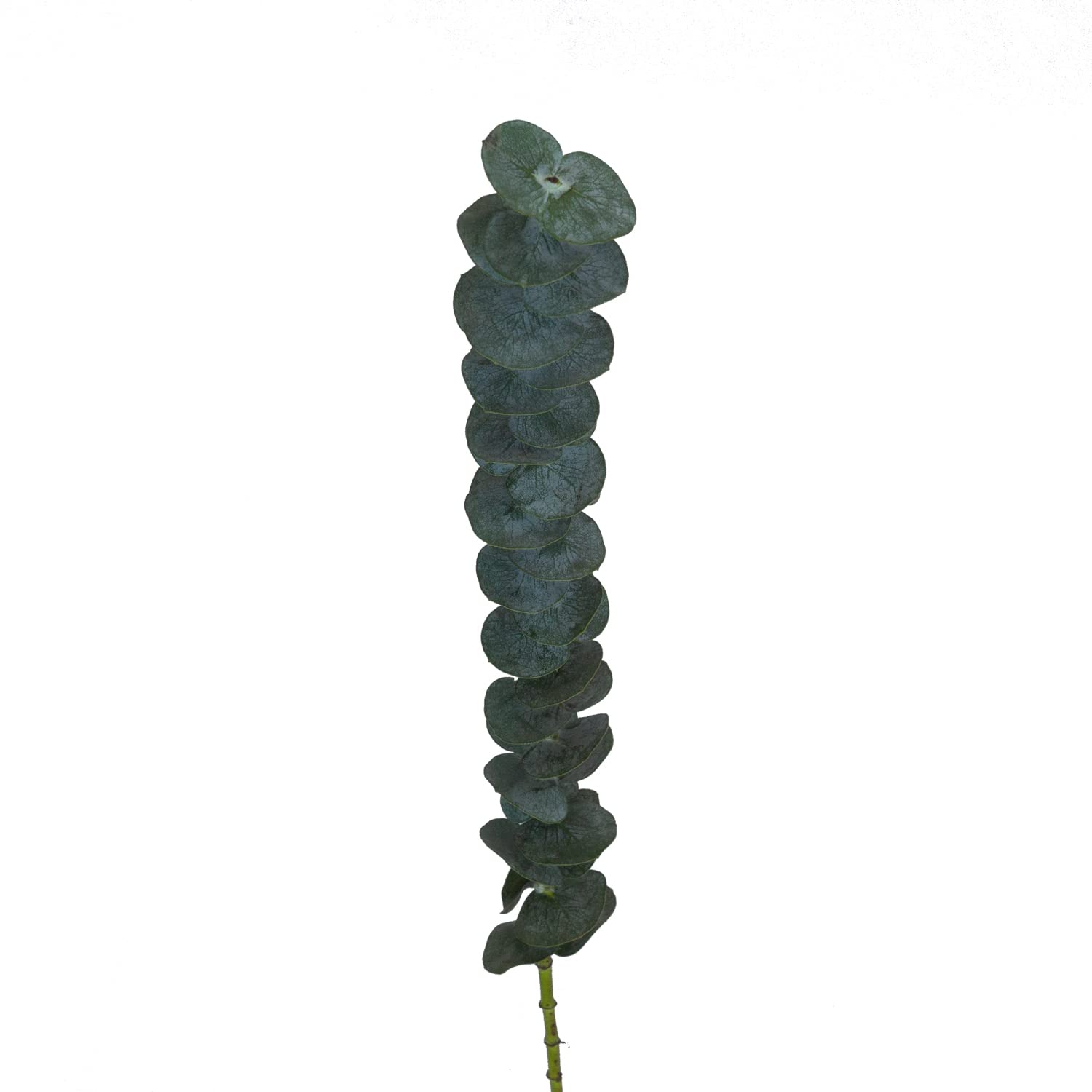 Fresh Baby Blue Eucalyptus Stems - 50 Stems for Wedding Bouquets, Home Decor, and Floral Arrangements