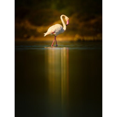 OM SYSTEM M.Zuiko Digital ED 150-600mm f/5-6.3 IS Super Telephoto Zoom Lens for Micro Four Thirds Cameras - Perfect for Wildlife, Sports & Nature Photography
