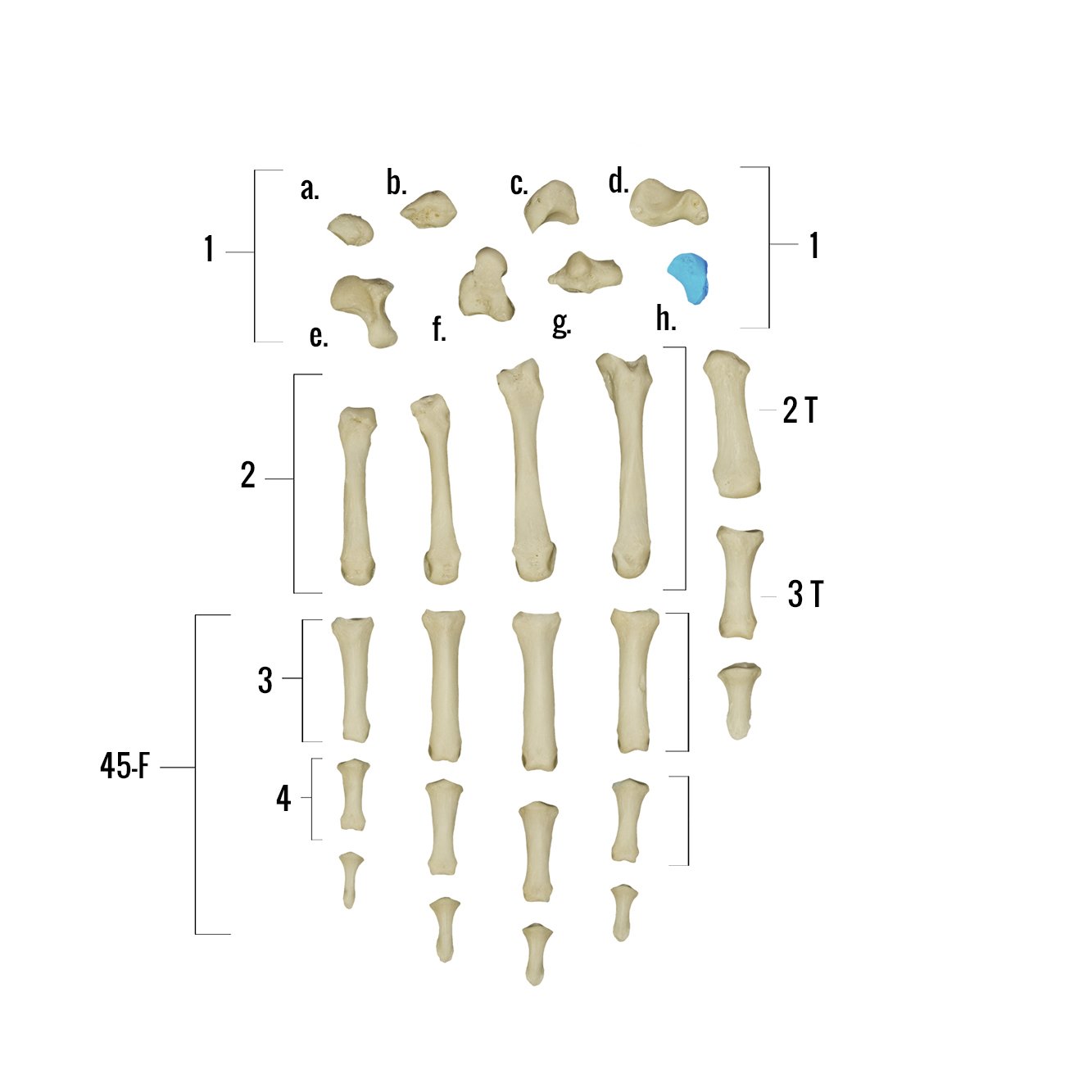 Real Human Hand Skeleton Model - Anatomically Accurate Single Bone Structure for Medical Study, Halloween Decor & Science Education