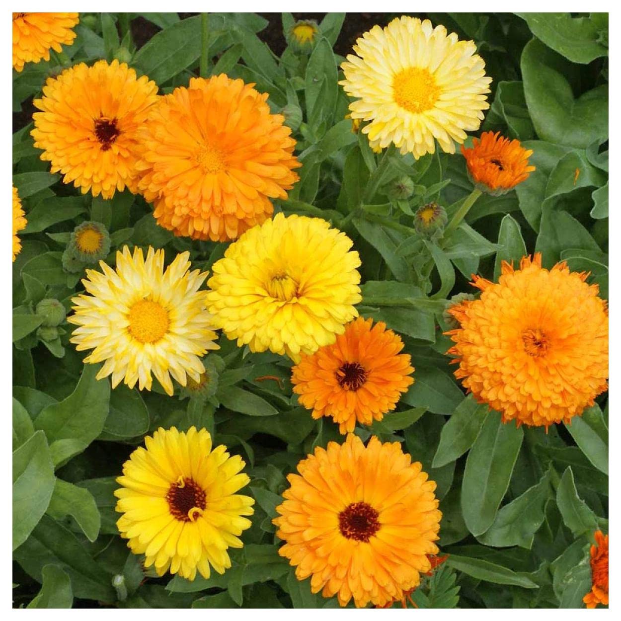 Everwilde Farms - 500 Fiesta Gitana Calendula Wildflower Seeds - Gold Vault Jumbo Seed Packet for Garden Planting, Landscaping & Pollinator Gardens
