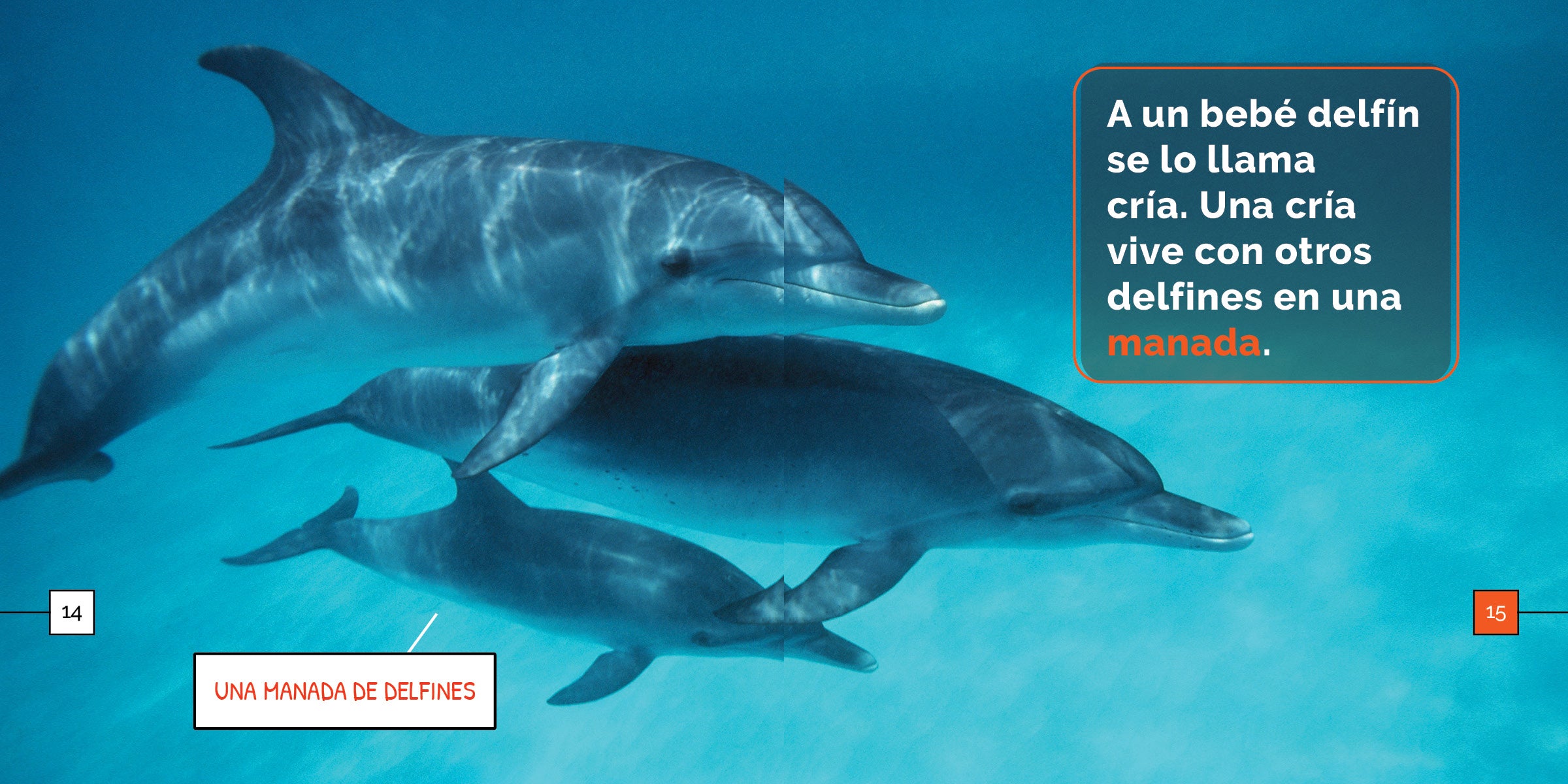 Dolphin-Themed Gifts & Decor - Perfect for Ocean Lovers, Kids' Rooms & Beach House Decorations