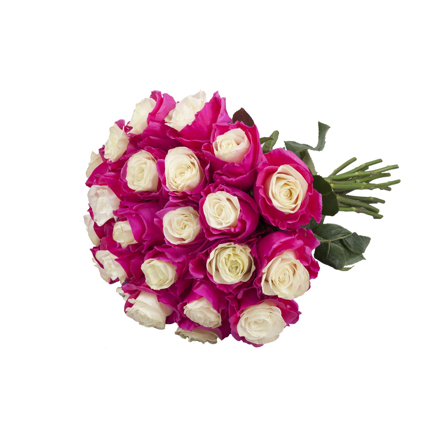 50cm Marshmallow White & Hot Pink Painted Artificial Roses - 100 Stems Bulk for Wedding Decor, Home Centerpieces, Party Arrangements, and Floral Displays