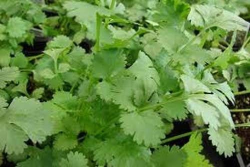 Organic Cilantro Slow Bolting Seeds - Coriander Chinese Parsley Heirloom Herb - 1,200 Non-GMO Seeds for Cooking, Gardening & Fresh Salads