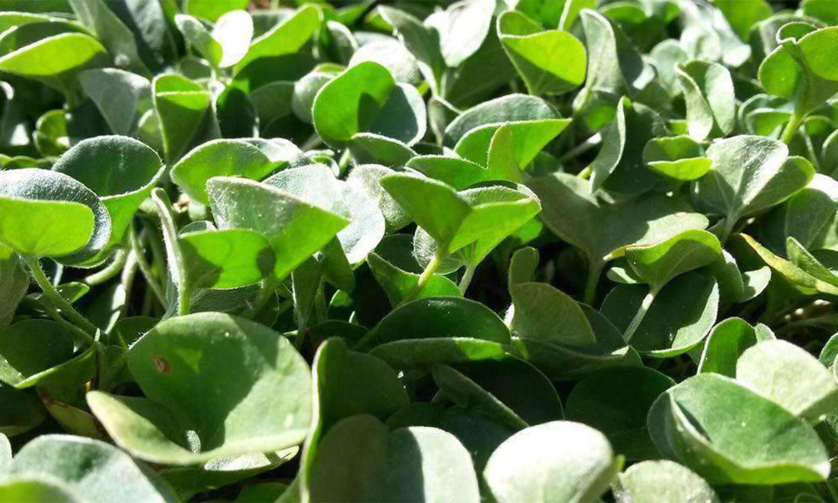 Hancock Seed Co. Dichondra Grass Seeds - 25 lbs Bulk Bag for Lawn, Ground Cover & Landscaping | Drought-Tolerant, Low-Maintenance Ground Cover Solution for Gardens, Parks & Commercial Landscapes