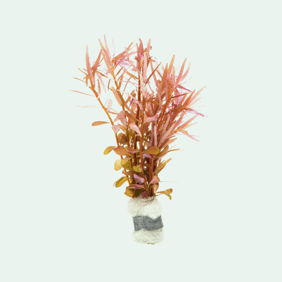 Rotala H'ra Live Aquarium Plant - Perfect for Freshwater Fish Tanks, Aquascaping & Nano Tanks