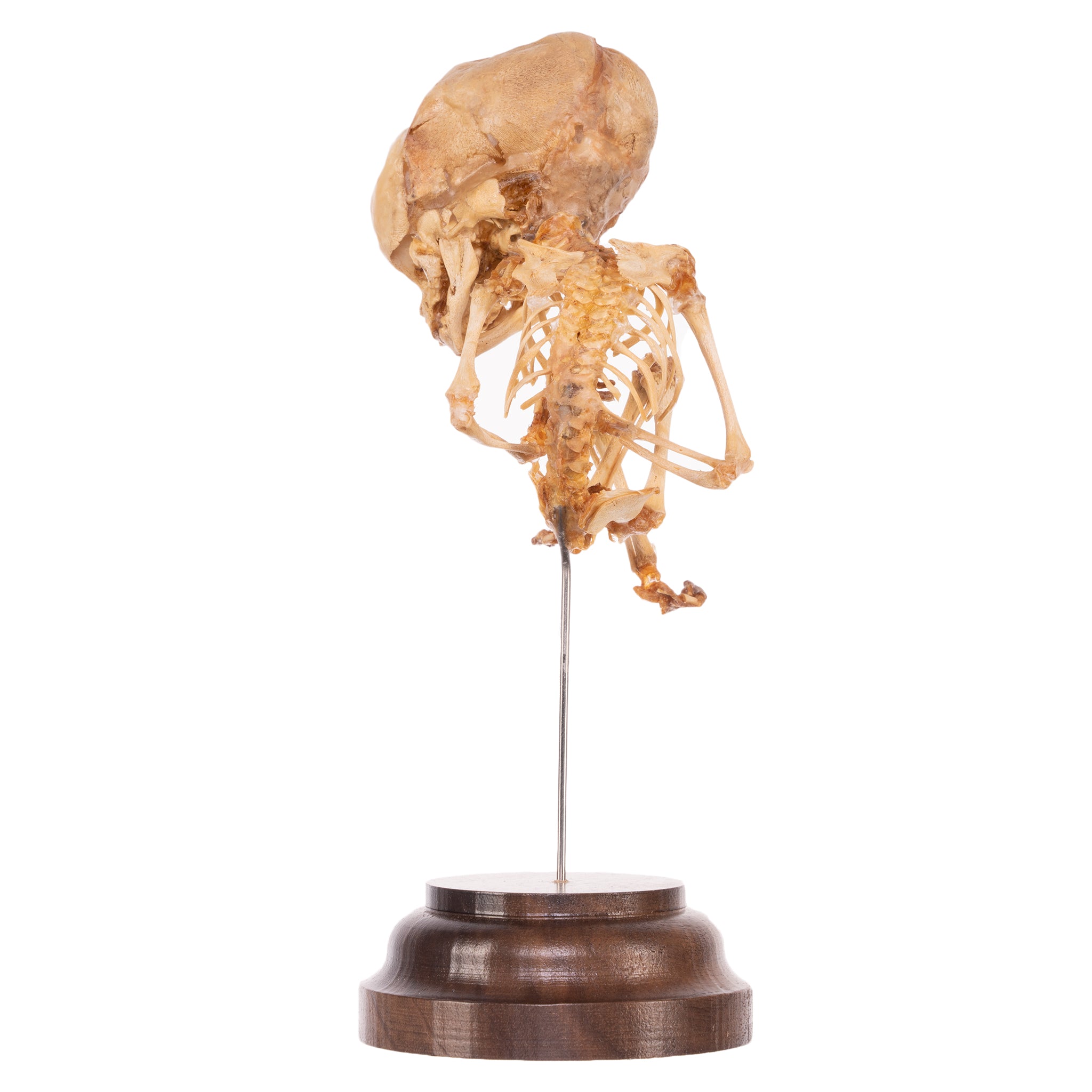 Authentic Human Fetal Skeleton Specimen on Display Stand - Ideal for Medical Education, Anatomy Studies & Research Laboratories