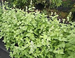 30pcs Fresh Catmint Plant Seeds for Indoor/Outdoor Gardening - Grow Fragrant Herbs for Cats, Tea & Landscaping